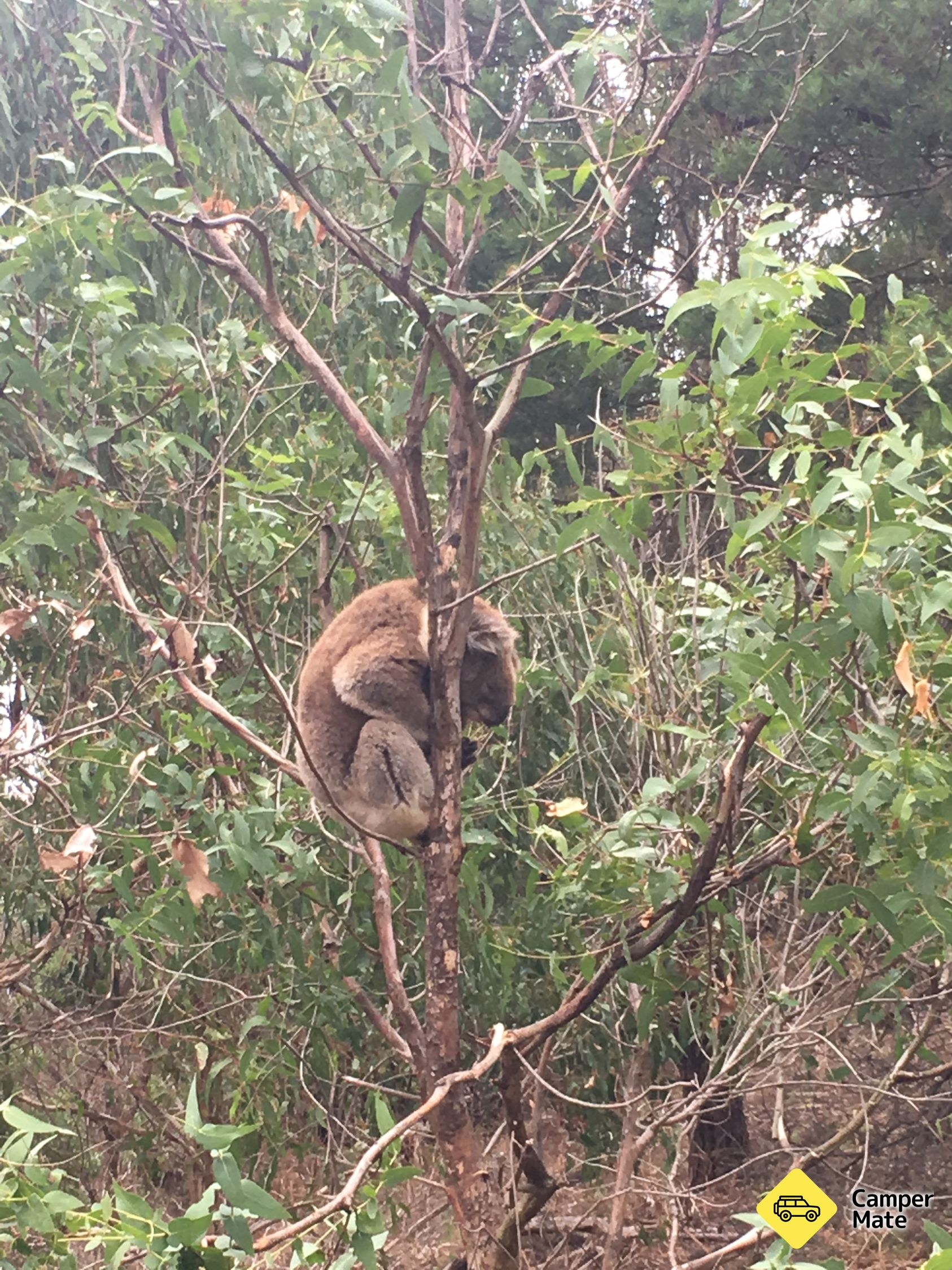 Tower Hill Wildlife Reserve