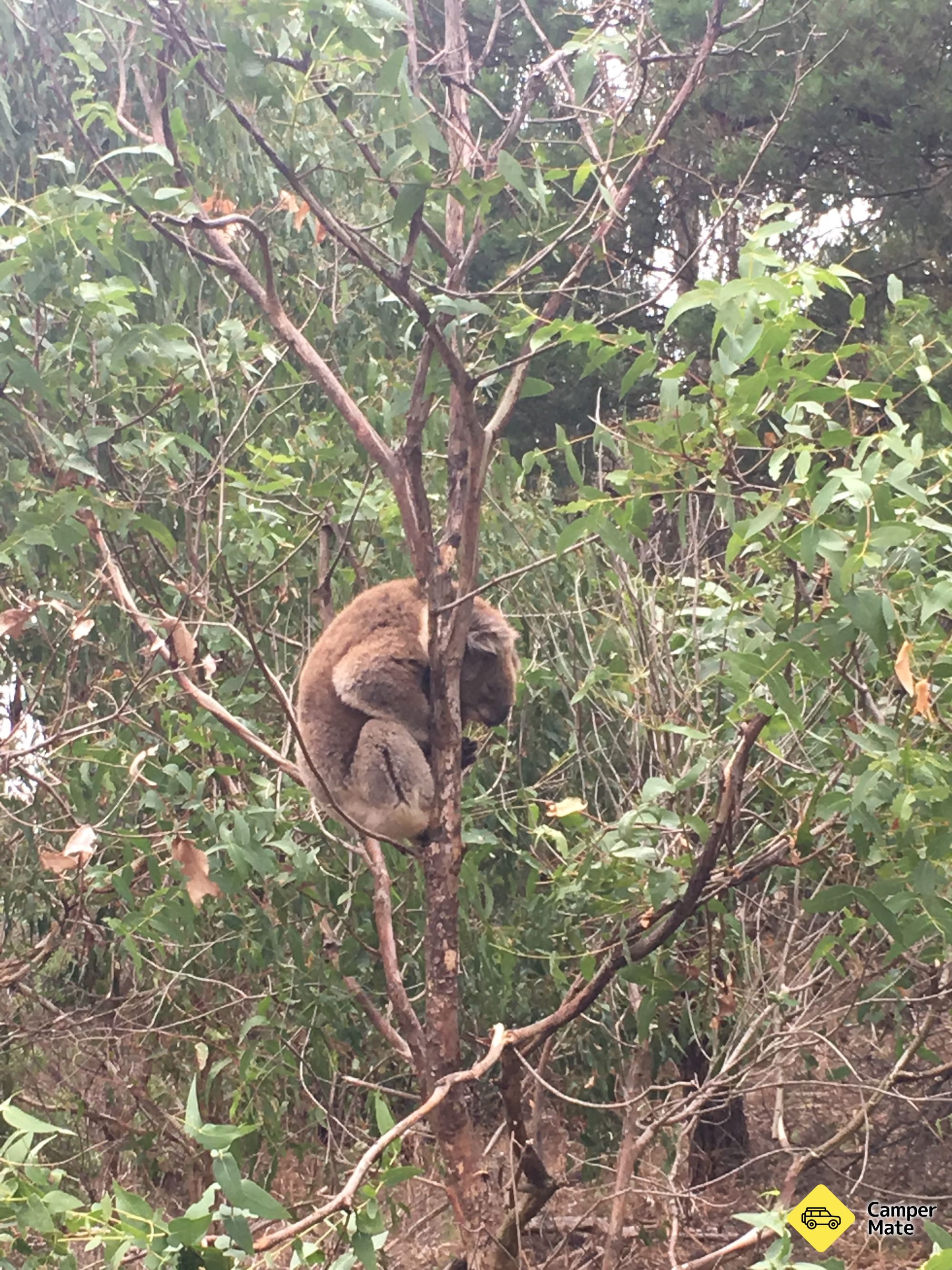 Tower Hill Wildlife Reserve