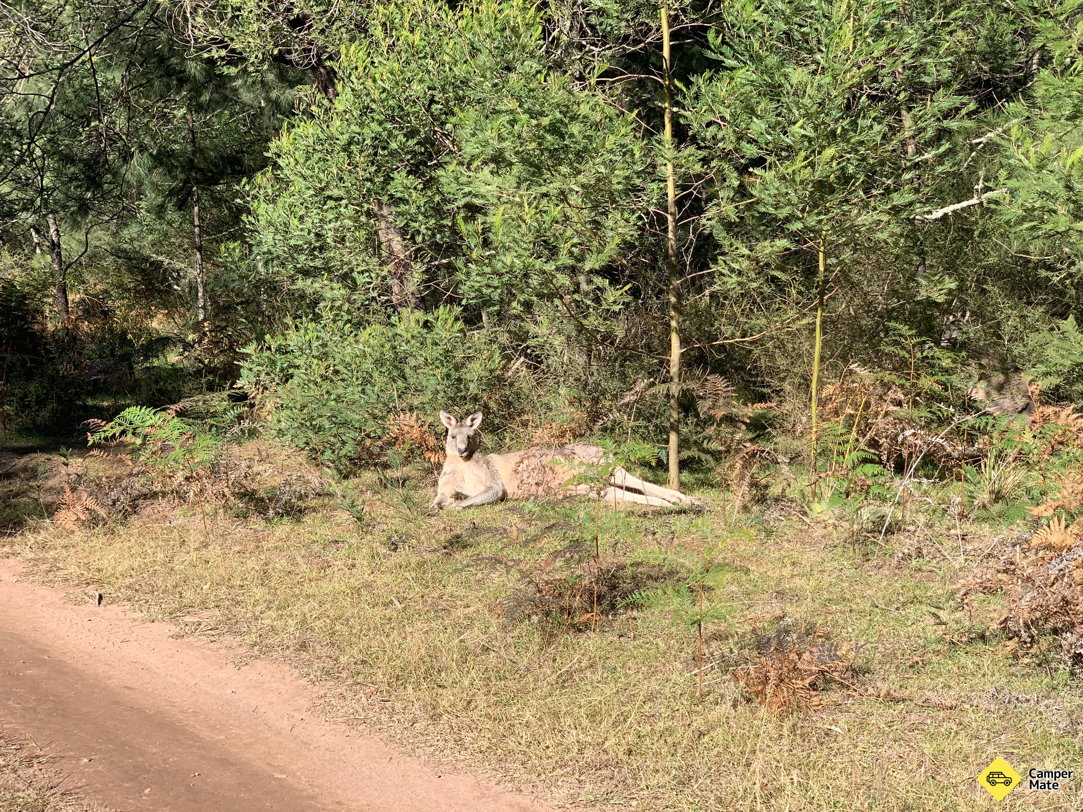 Bendethera Valley Campground - Image 3