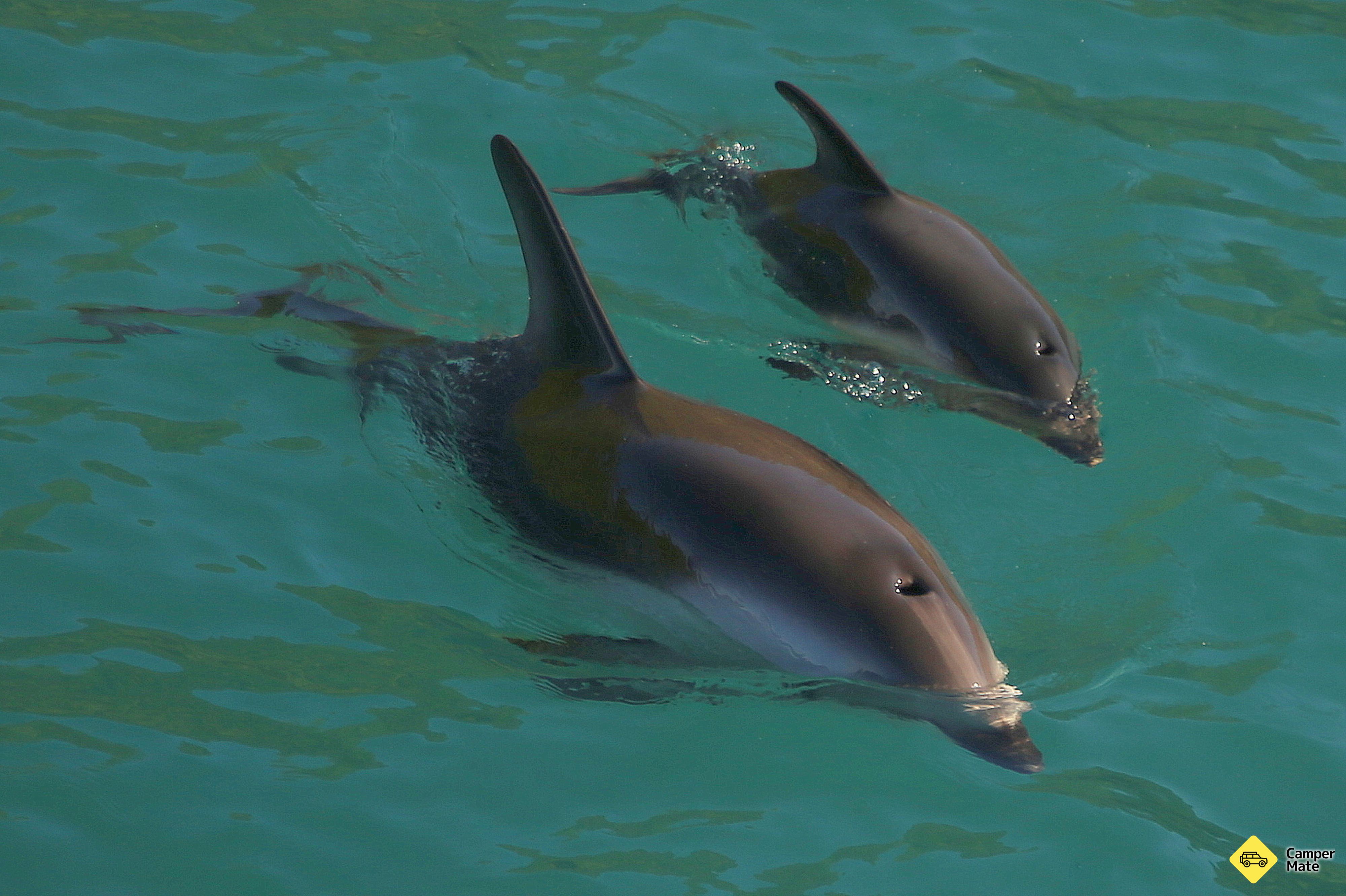 Dolphin Swimming Marlborough Sounds - Image 2