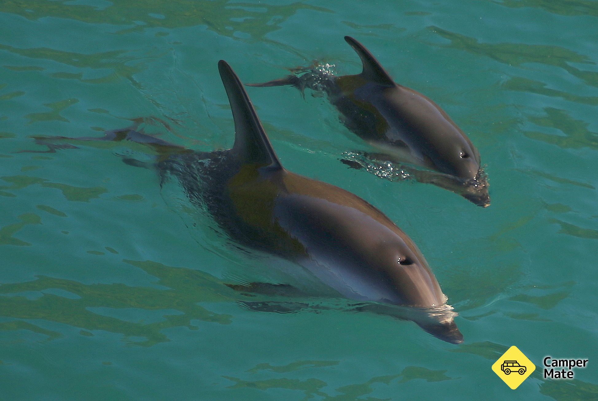 Dolphin Swimming Marlborough Sounds - Image 2