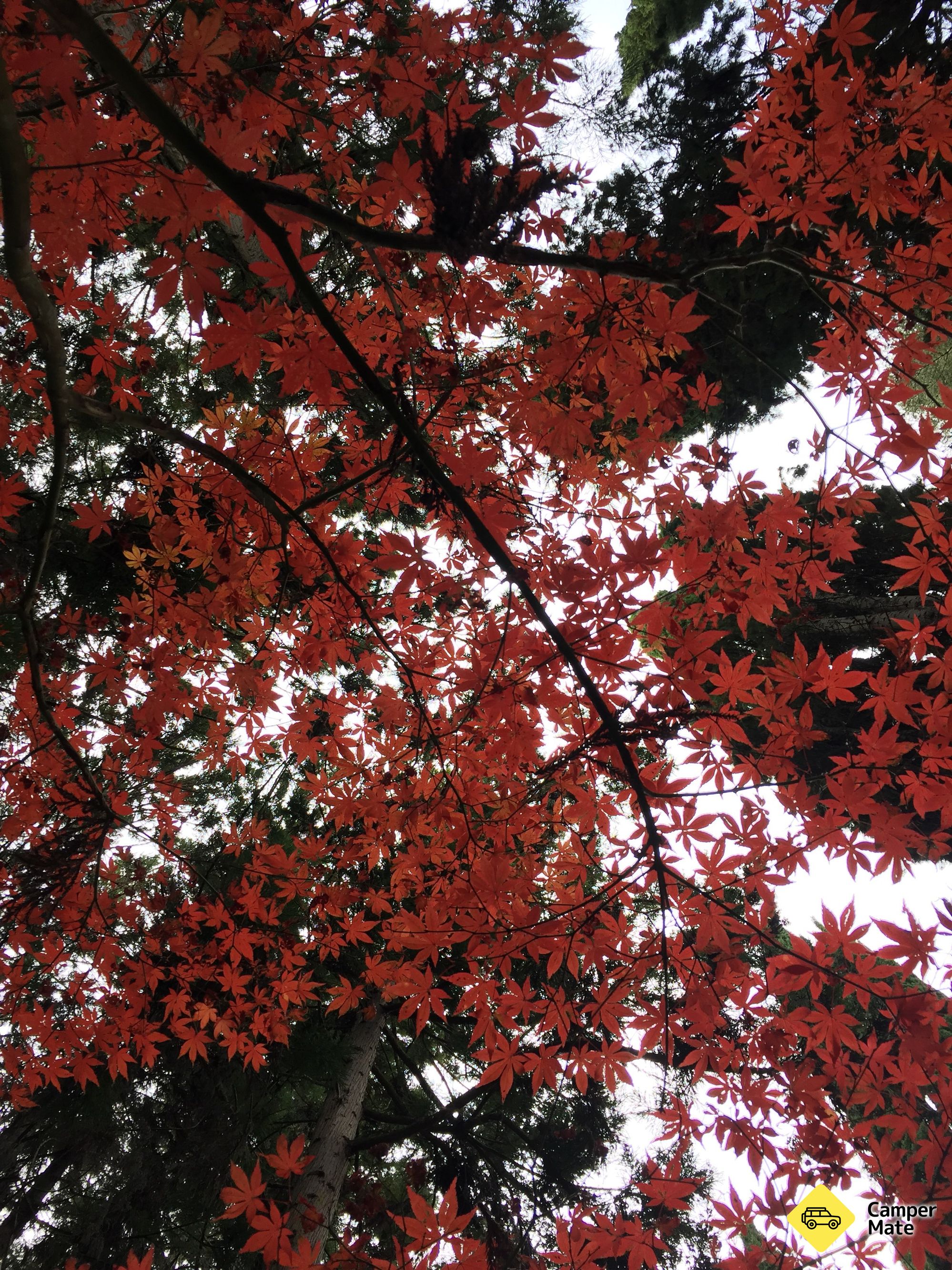 Das Eastwoodhill Arboretum - Image 2