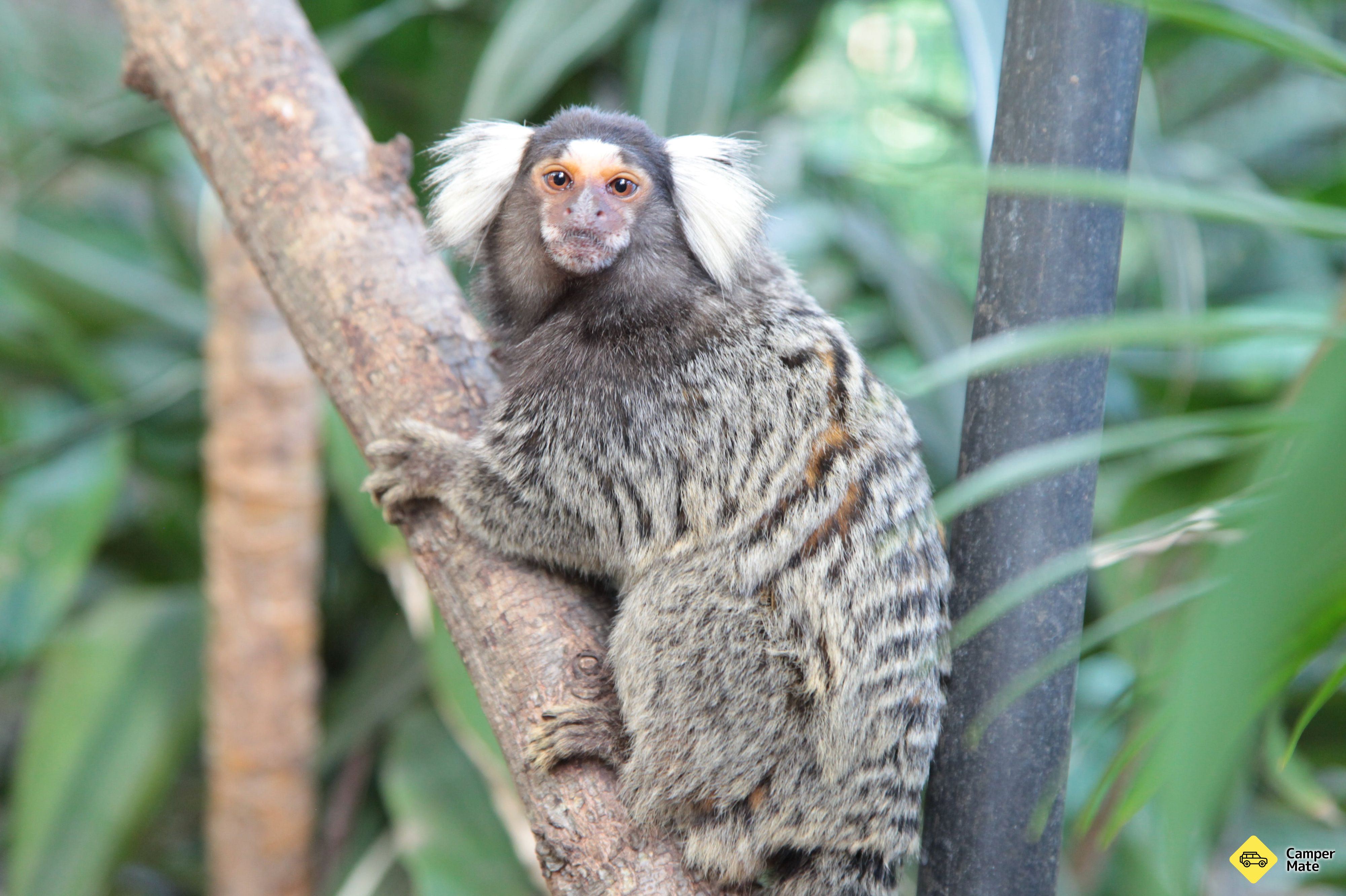Ubytování Cooberrie Park Wildlife Sanctuary - Image 2