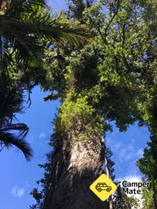 The Big Rimu Tree Walk