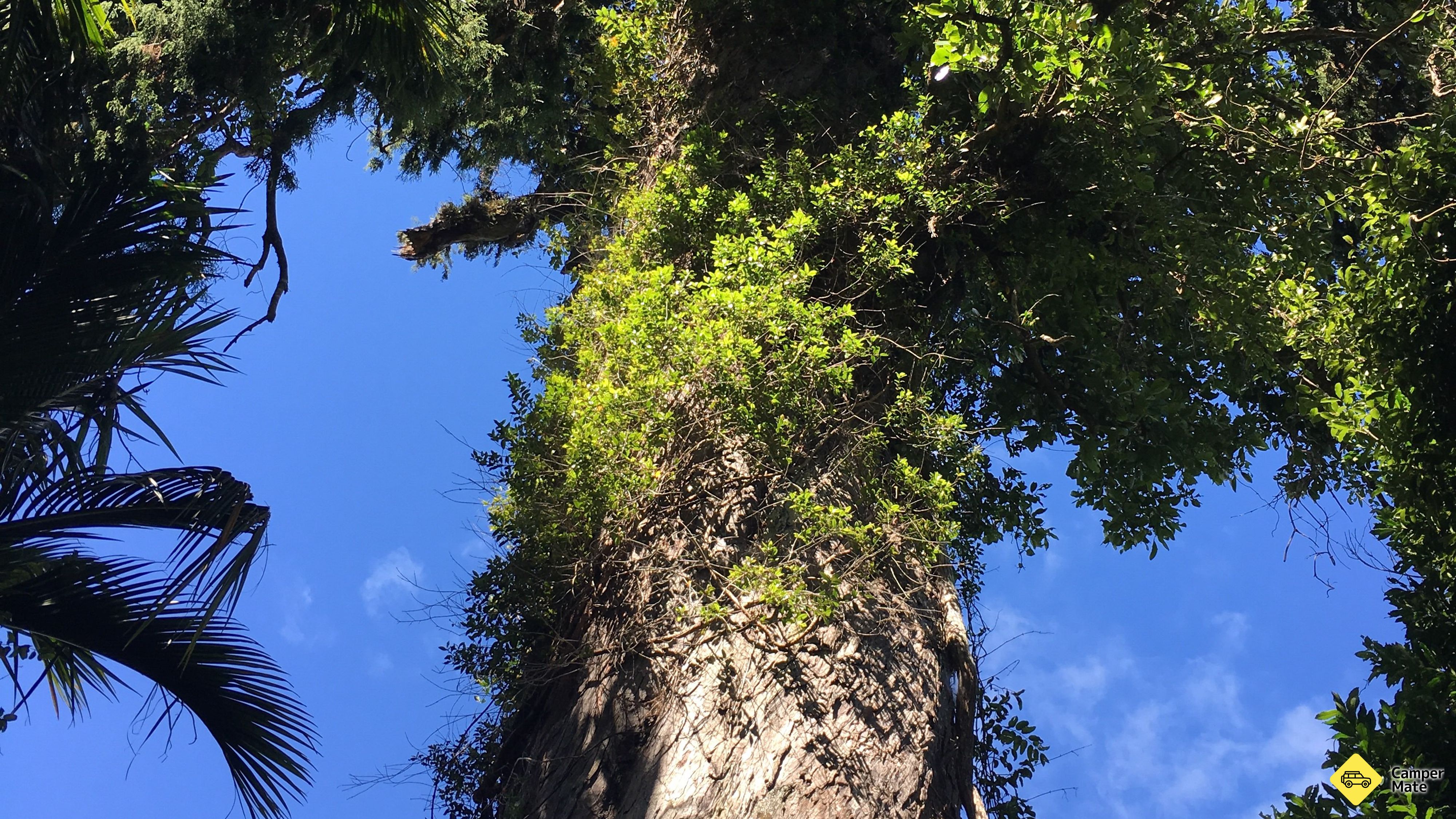 The Big Rimu Tree Walk