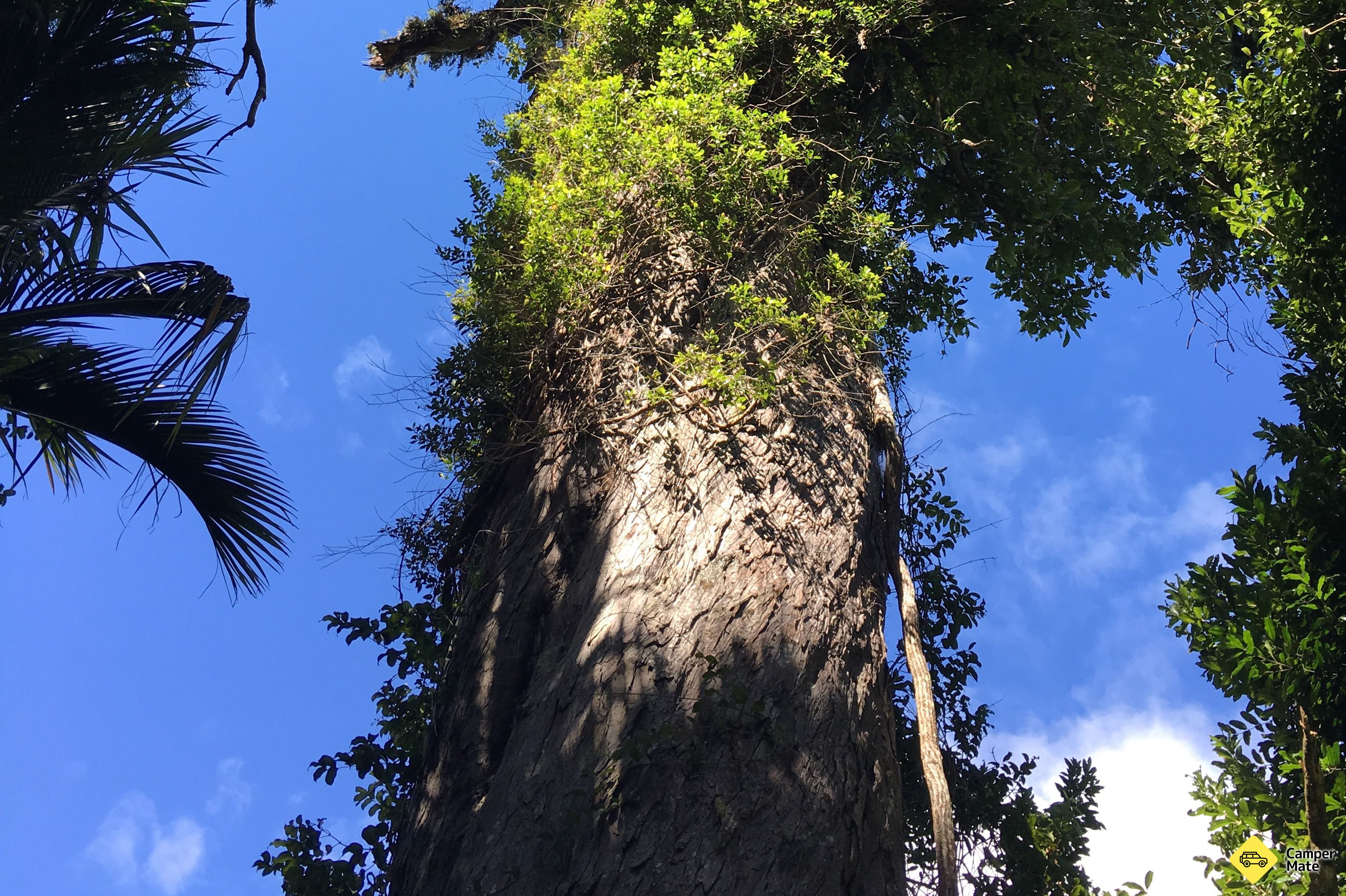 The Big Rimu Tree Walk