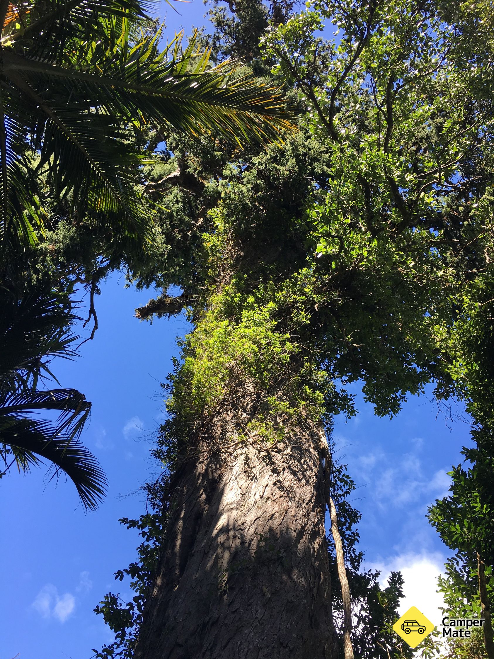 رحلة شجرة Big Rimu Tree Walk