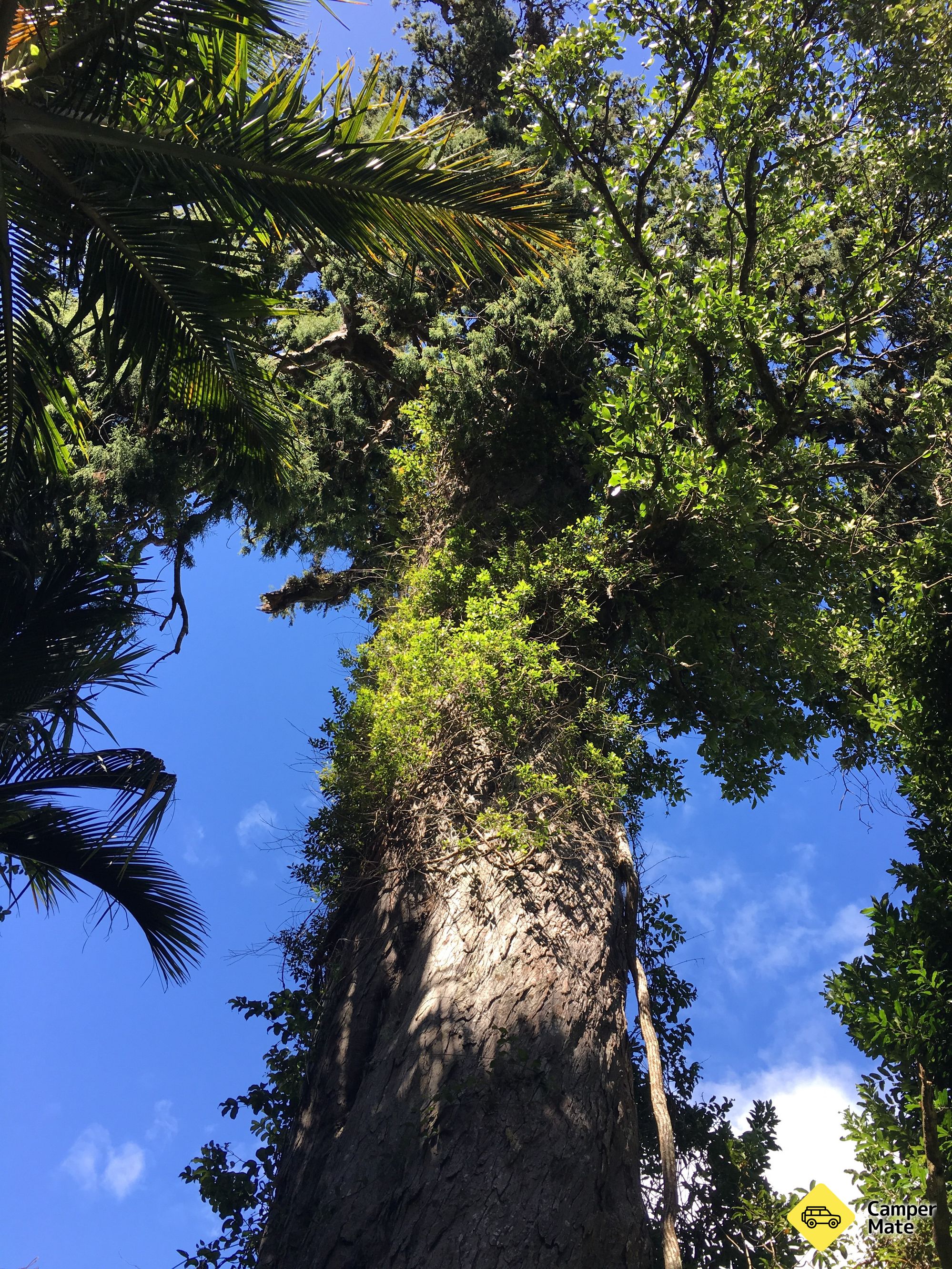 The Big Rimu Tree Walk