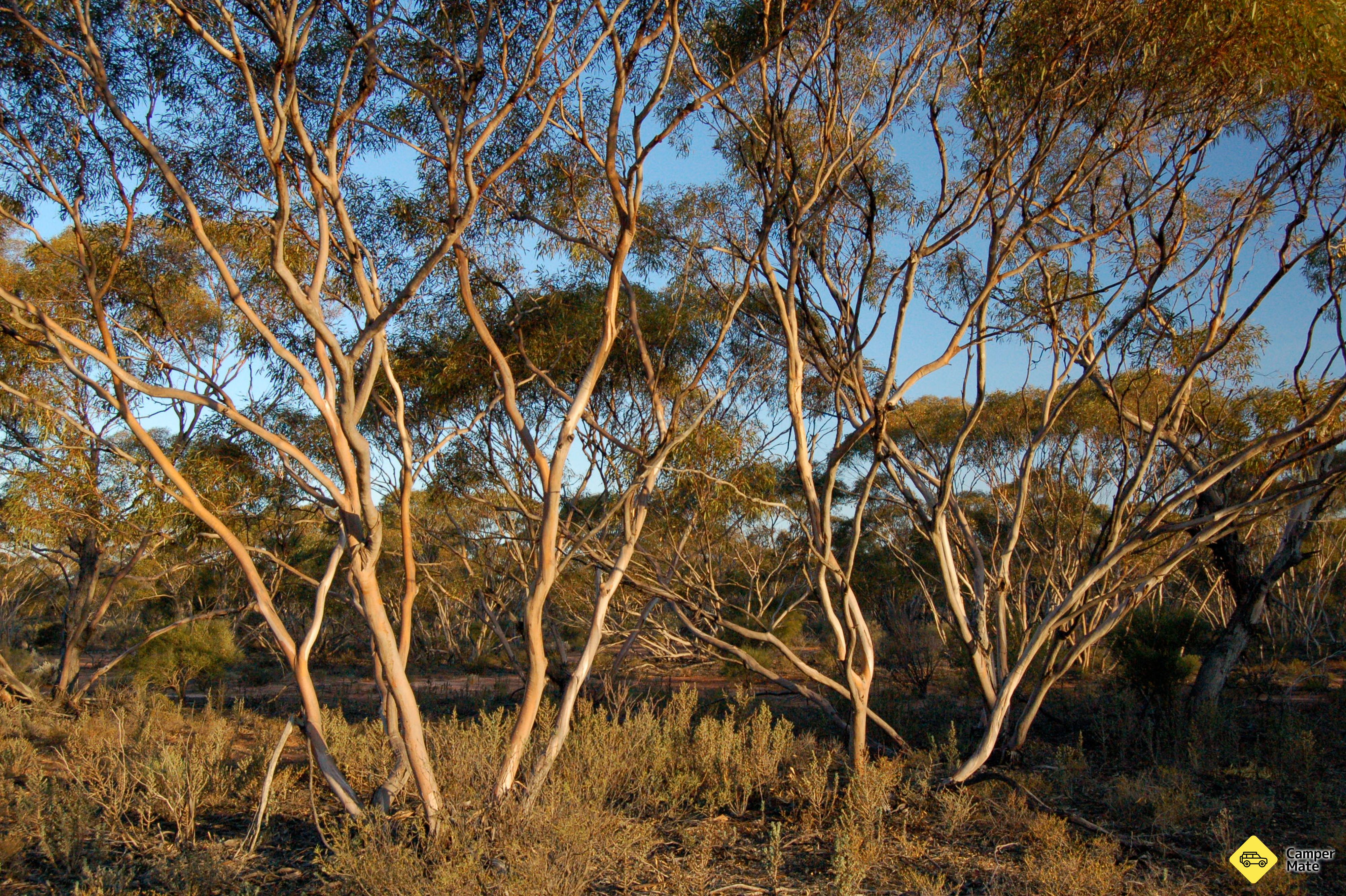 Πτηνά Αυστραλία Gluepot Reserve - Image 3