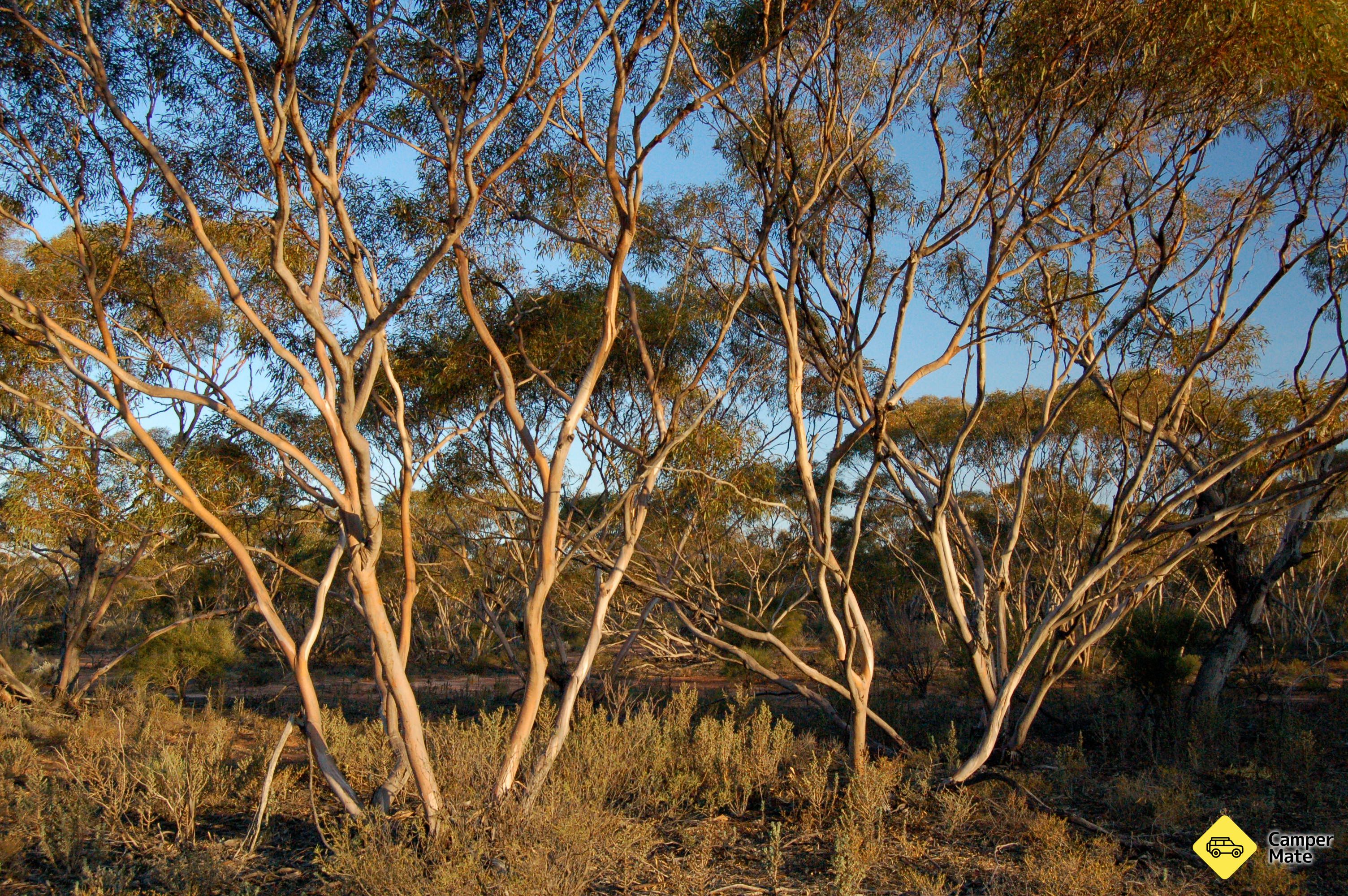 Réserve des oiseaux Australie Gluepot - Image 3