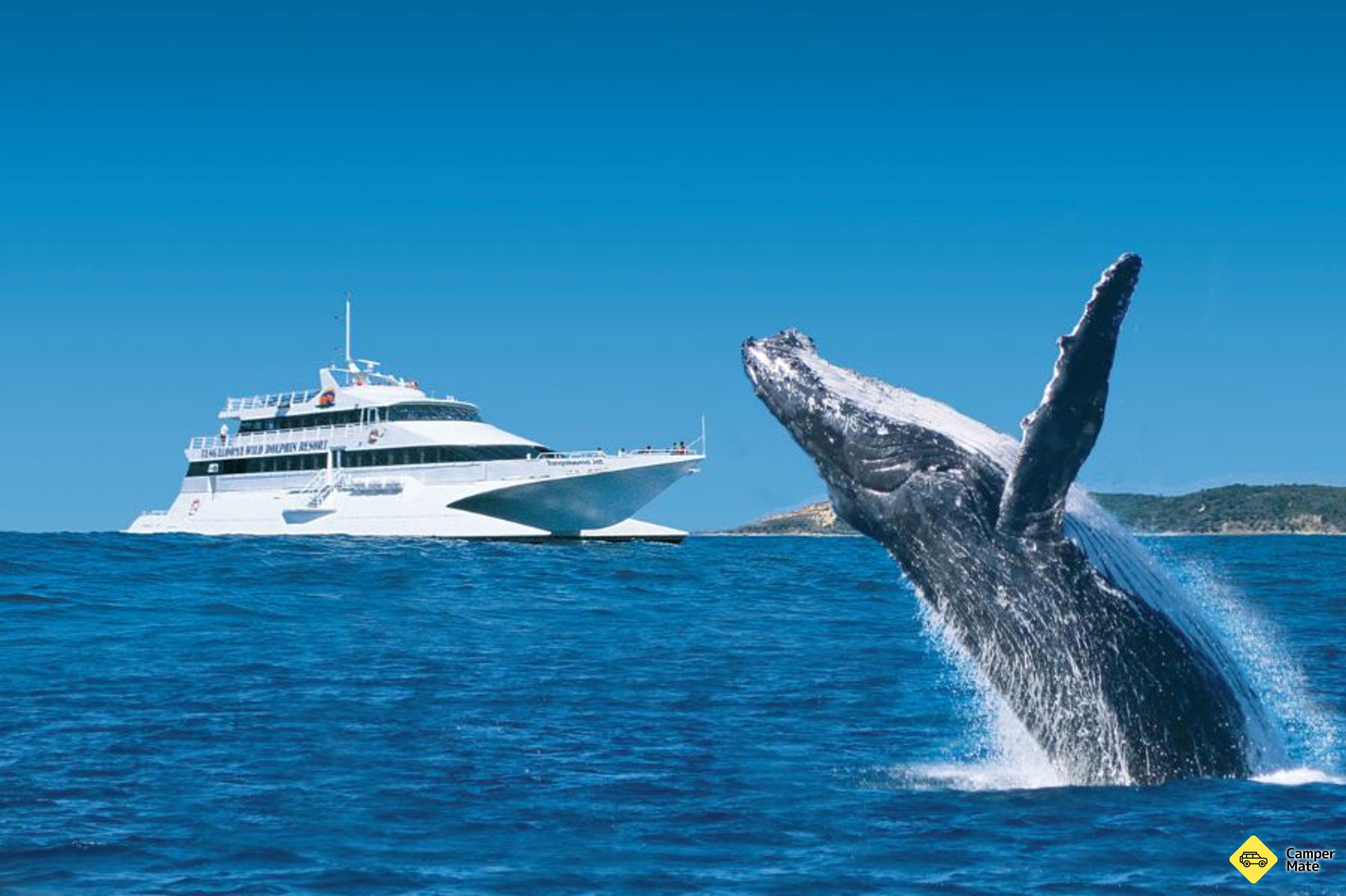 Croisière de la baie de Moreton avec nourriture de dauphins et observation de baleines - Image 2