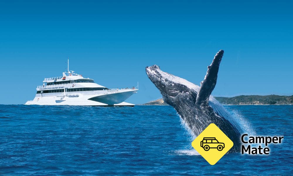 Moreton Bay Cruise Dolphin Besleme ve Balina İzleme - Image 2