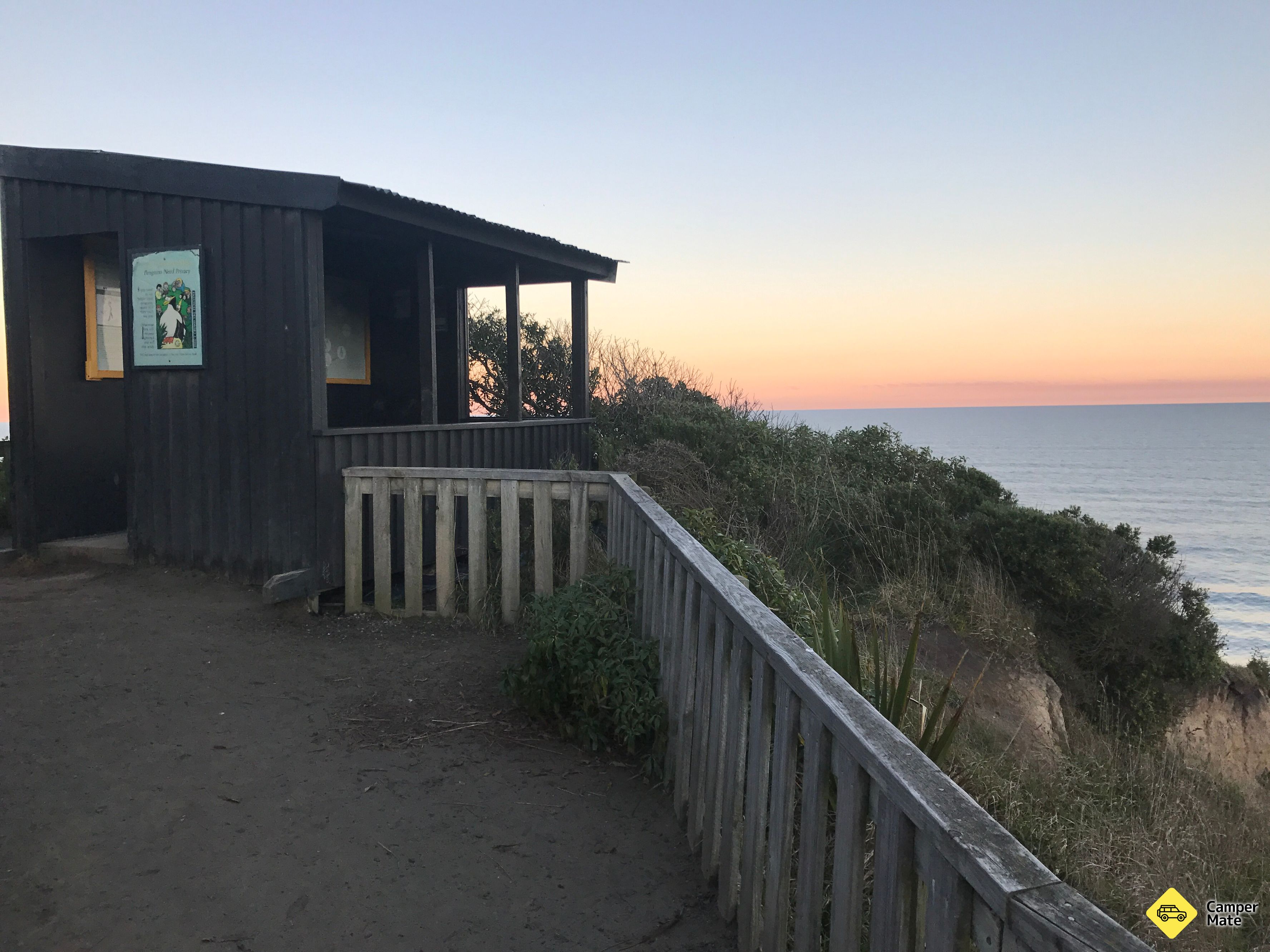 Bushy Beach Penguin Spotting