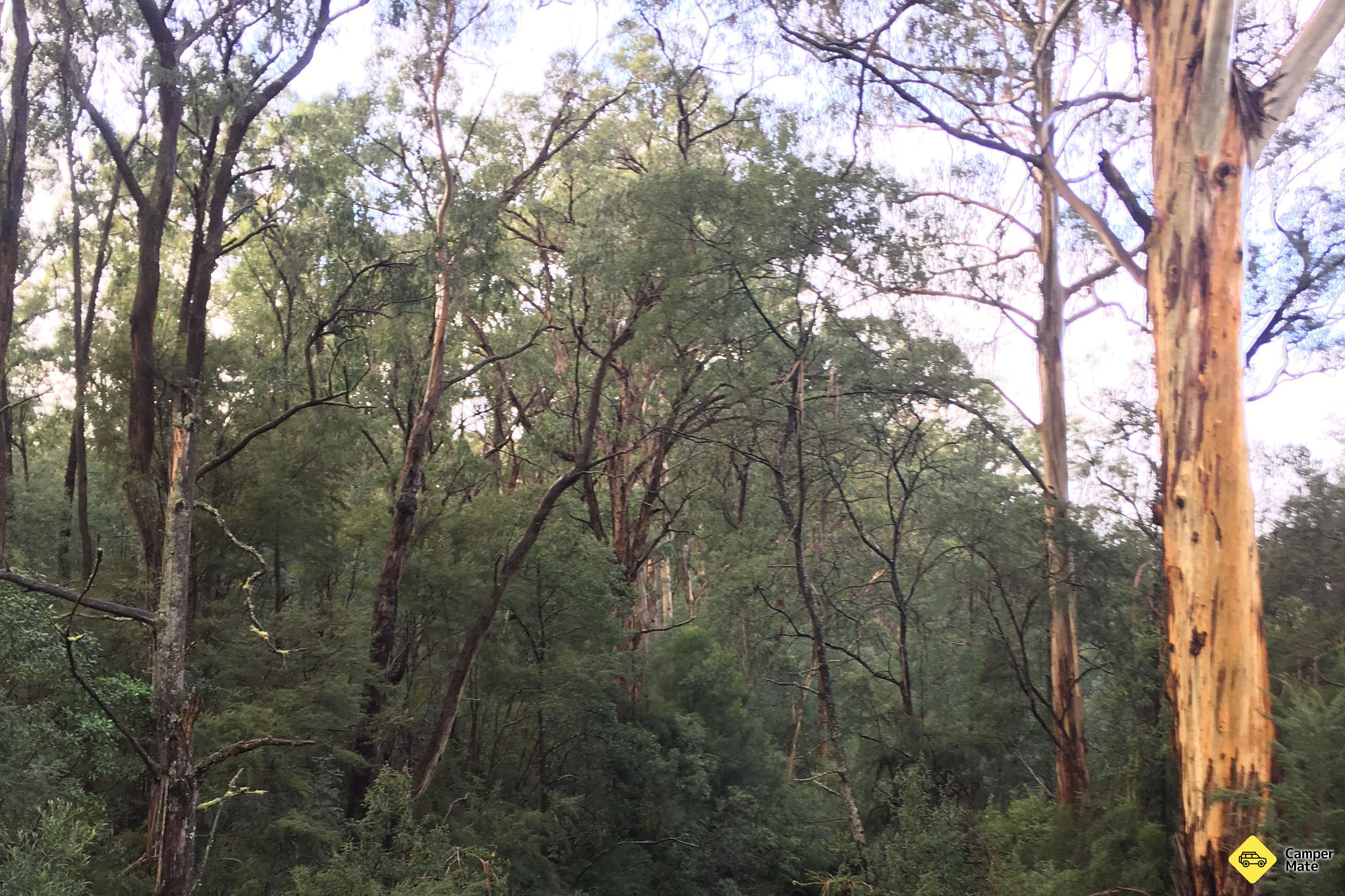 Seninis Campground - Image 3