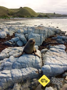 Kaikoura Seals Beach