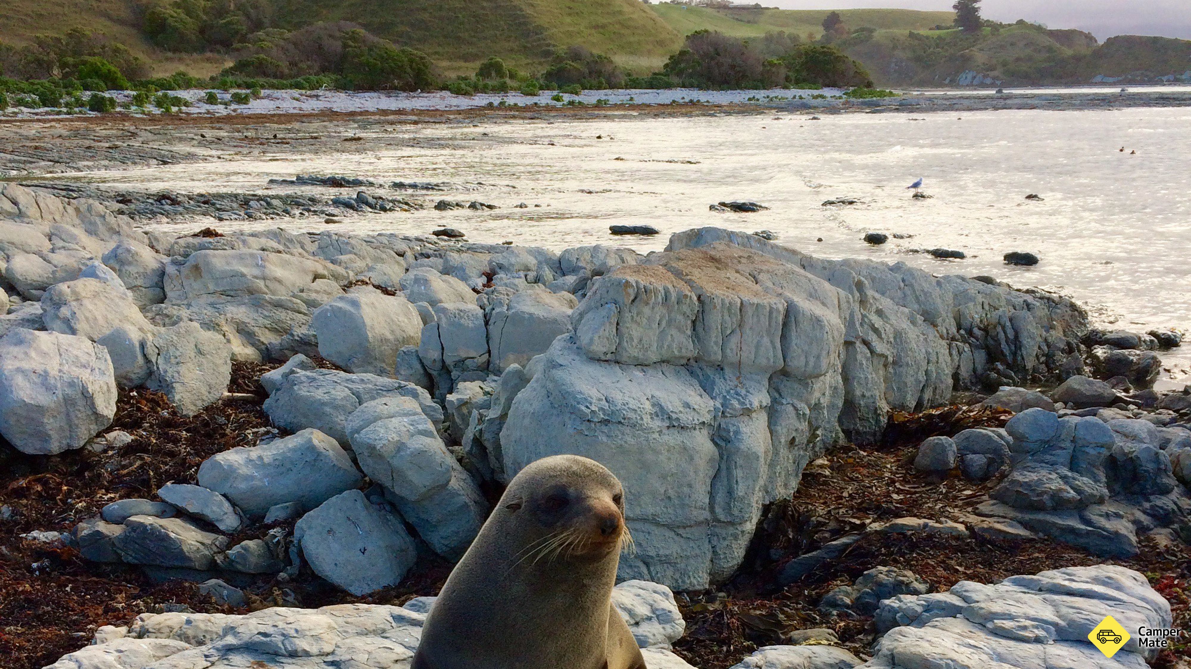 Kaikoura Seals strand
