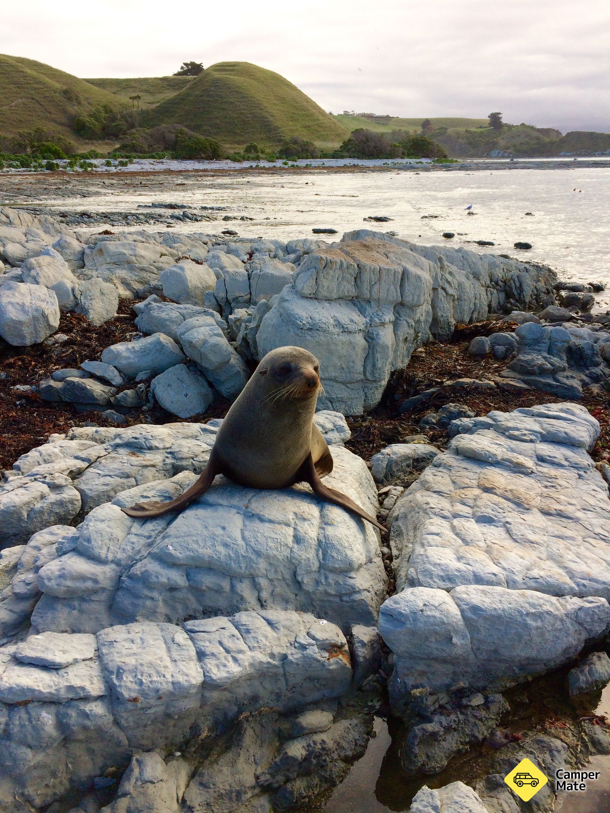 Kaikoura Seals Beach
