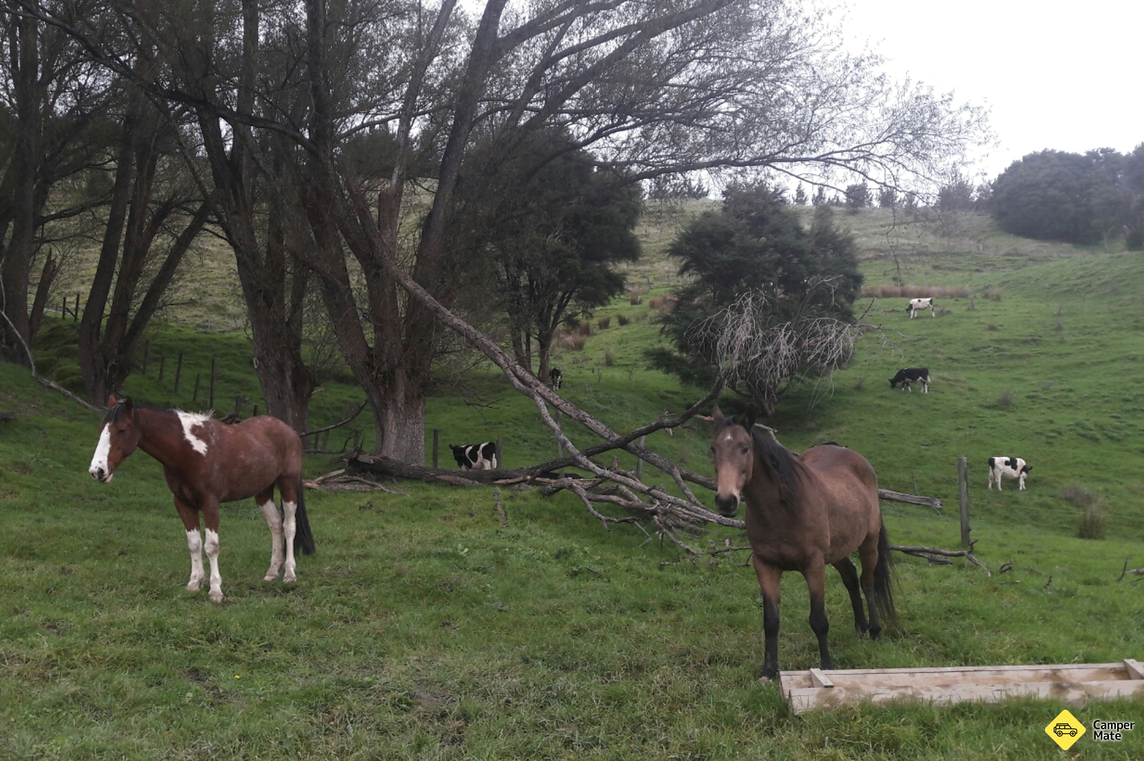 Te Kuri Farm Walkway - Image 2