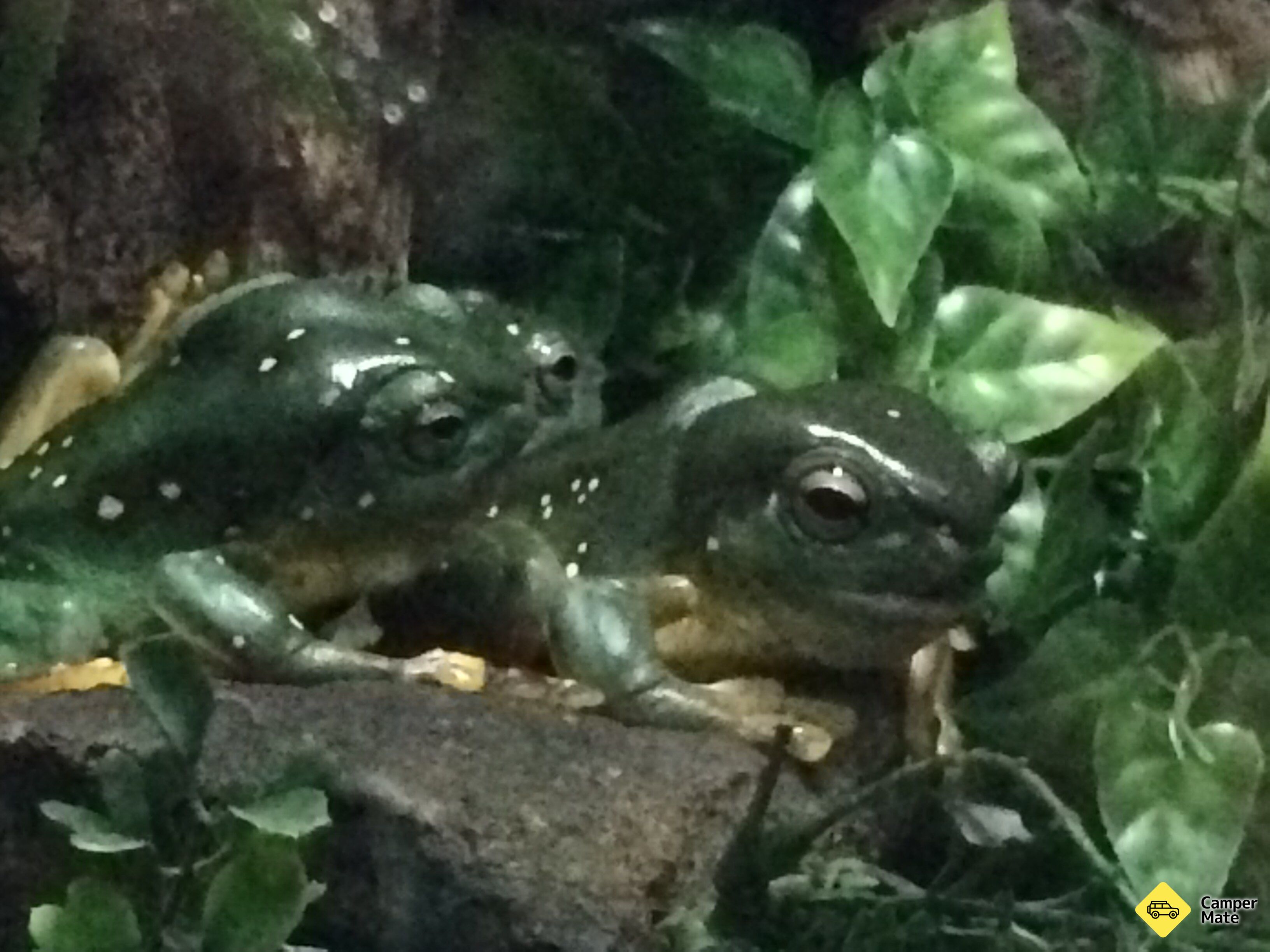 Blackbutt Reserve Wildlife 근처 오락거리 - Image 2
