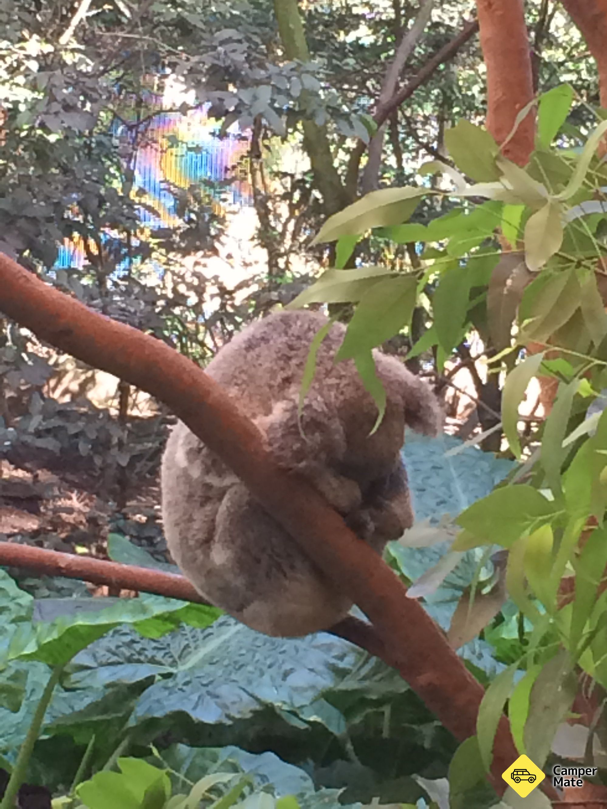 Blackbutt Reserve Wildlife 근처 오락거리 - Image 3