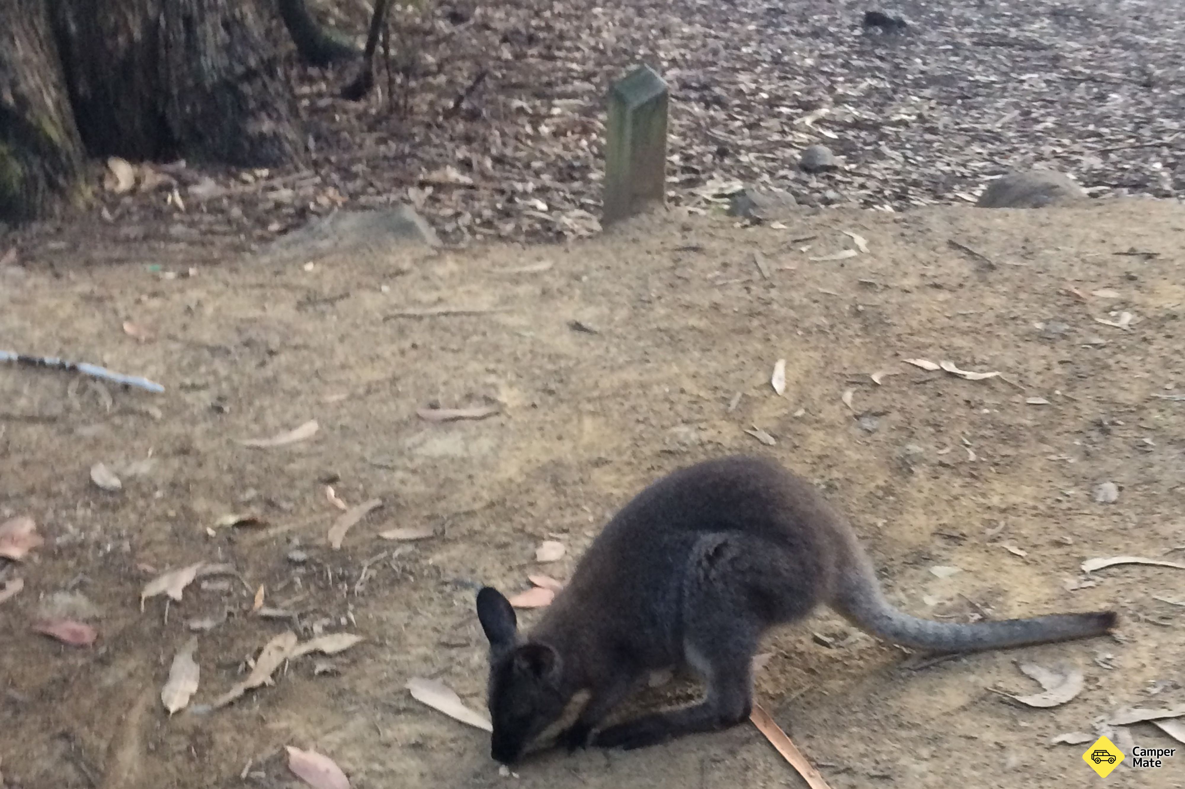 Fortescue Bay Campground