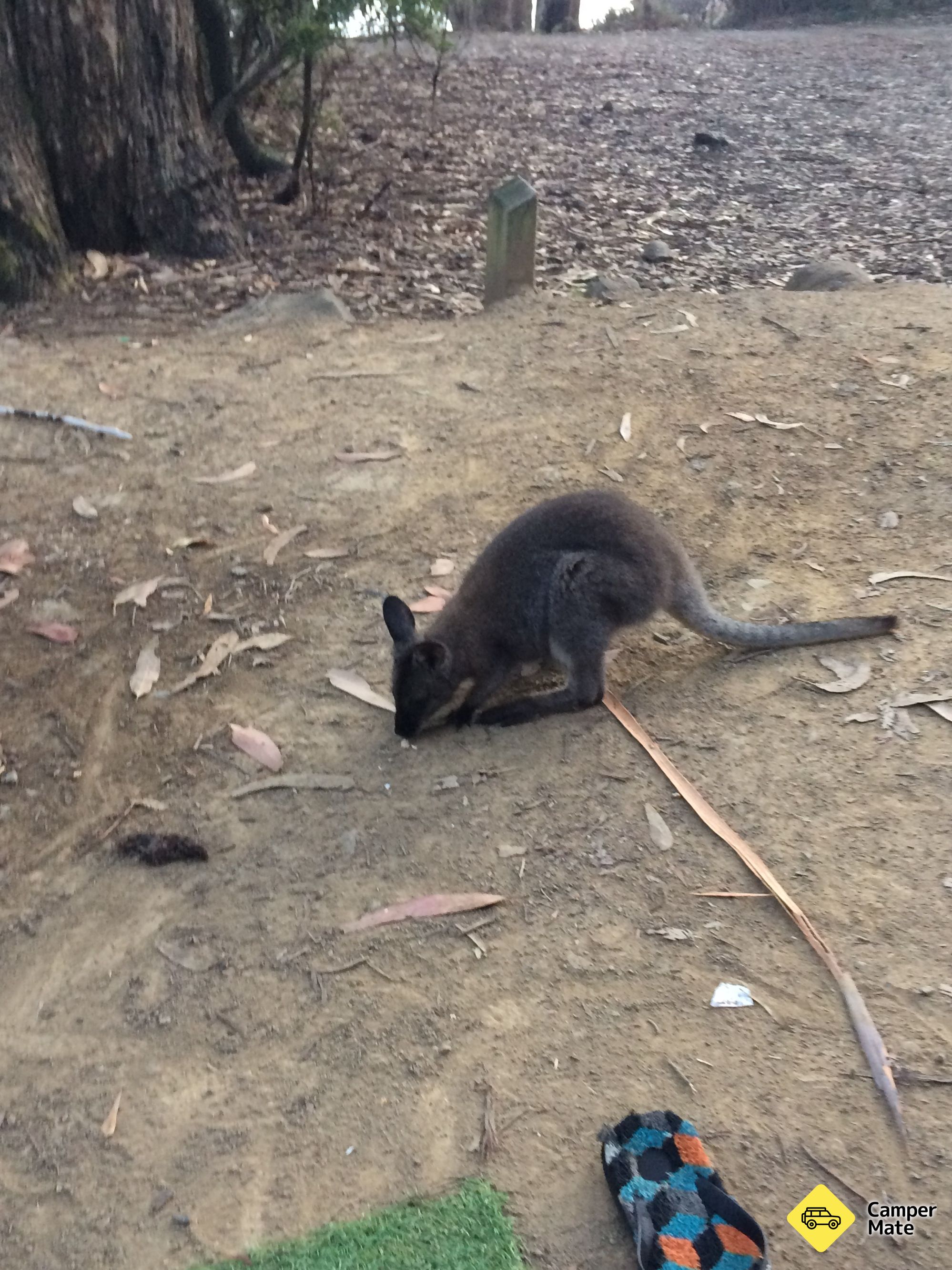 Fortescue Bay Campground