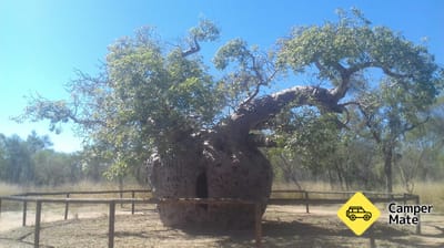 Boab Prison Tree