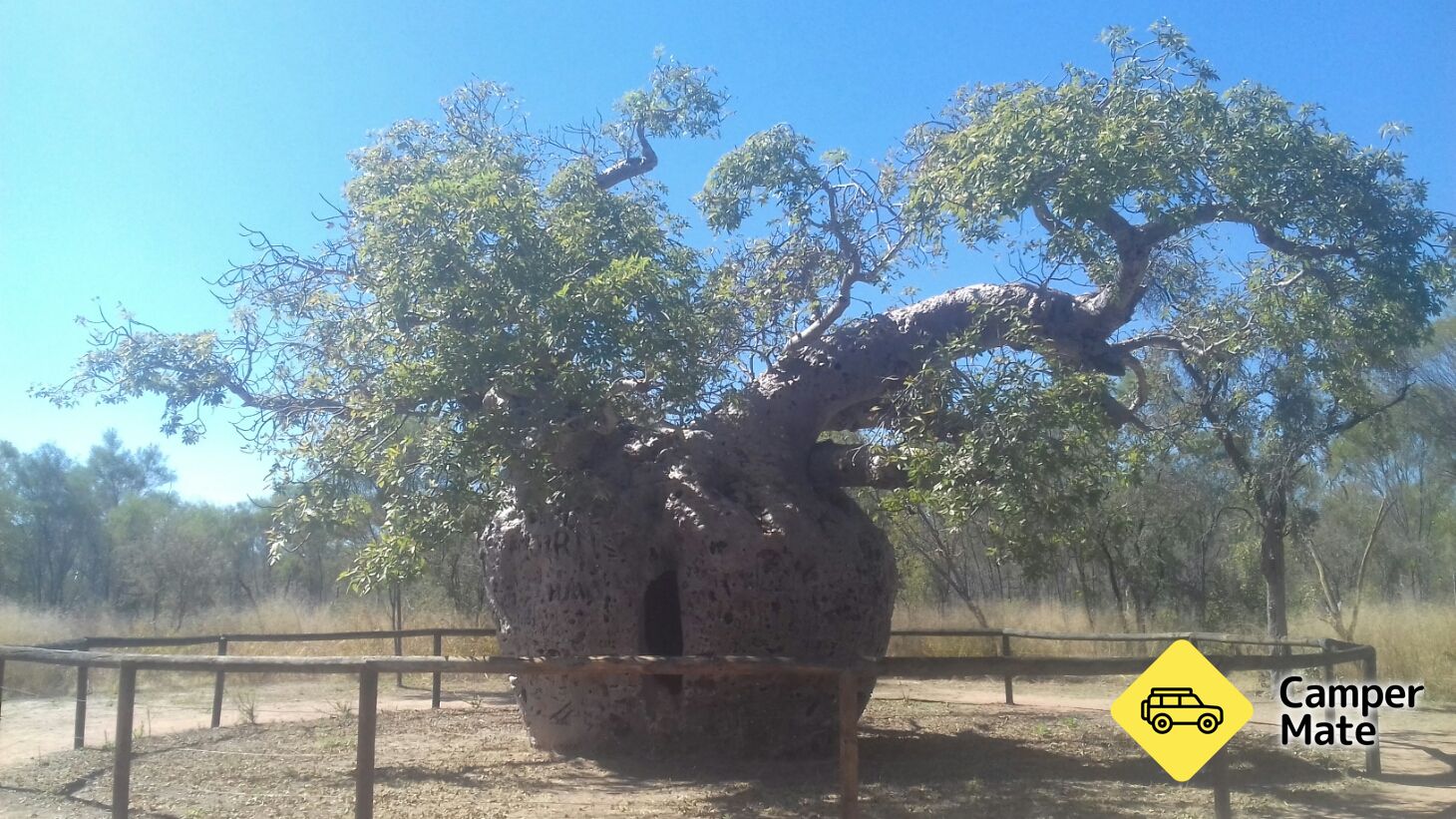 Boab Prison Tree
