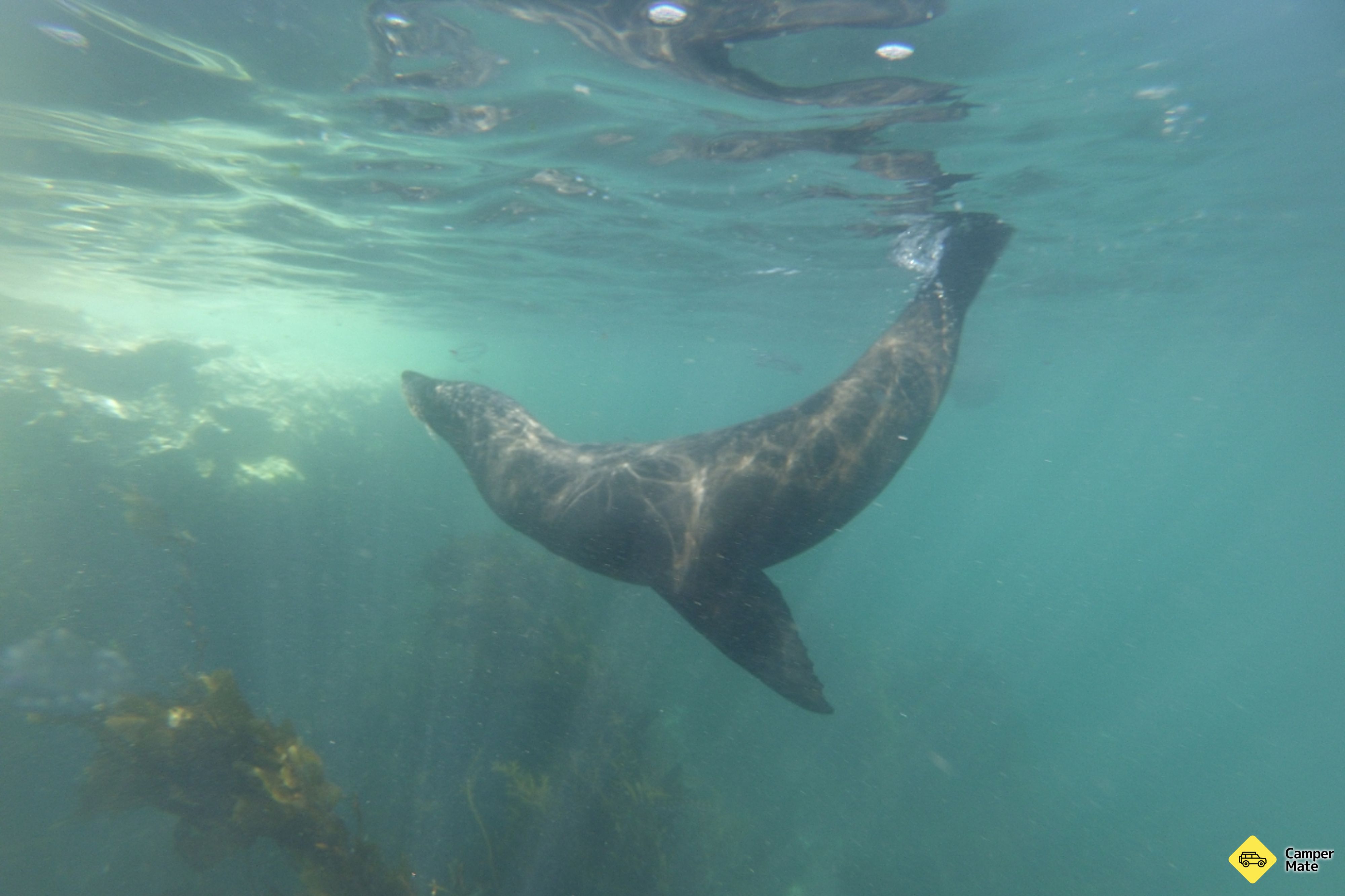 Seal Swim Kaikoura - Image 2