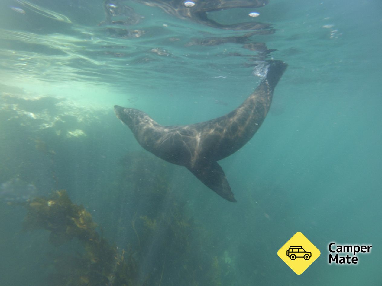 Seal Swim Kaikoura - Image 2
