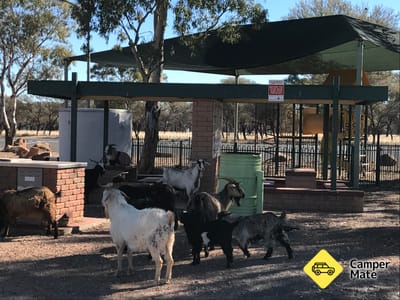 MacCullochs Range Rest Area