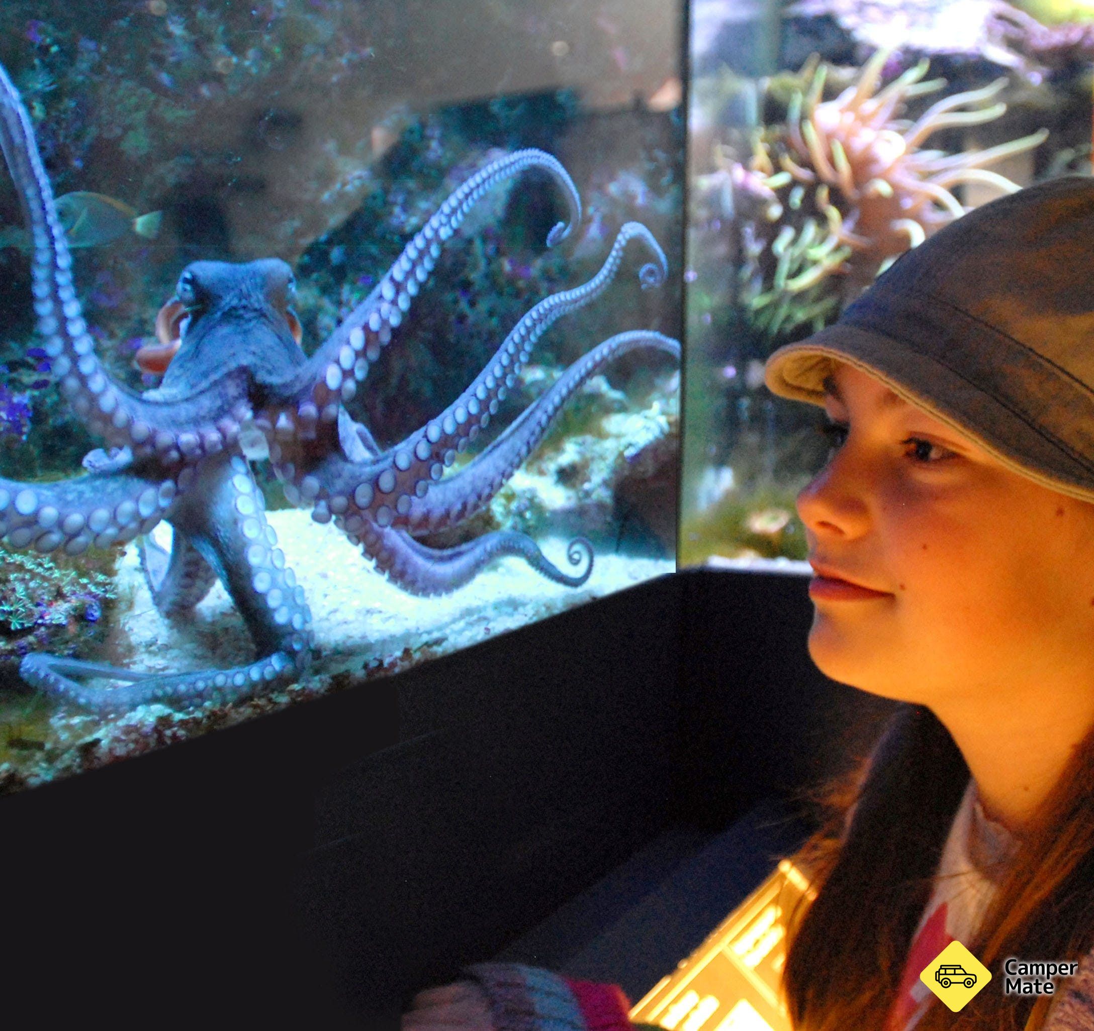 Solitary Islands Aquarium - Image 3