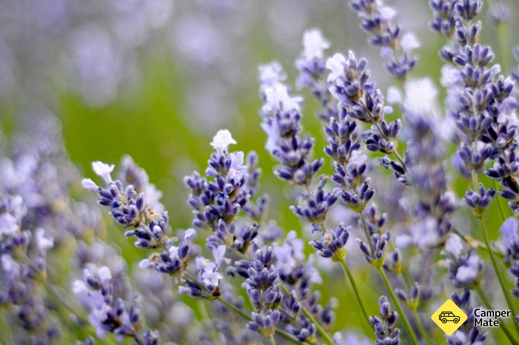 Kaikoura Lavender Farm - Image 3