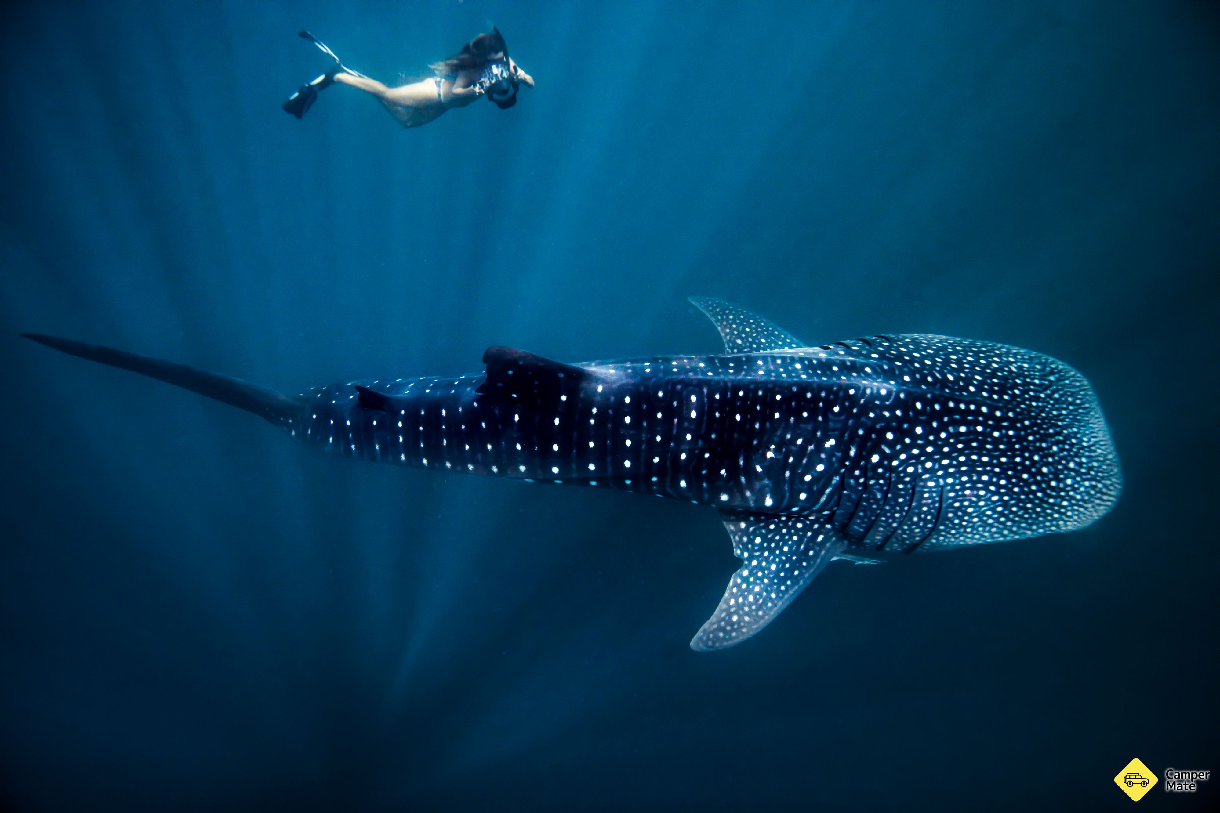 Swim with the Whale Sharks - Image 2