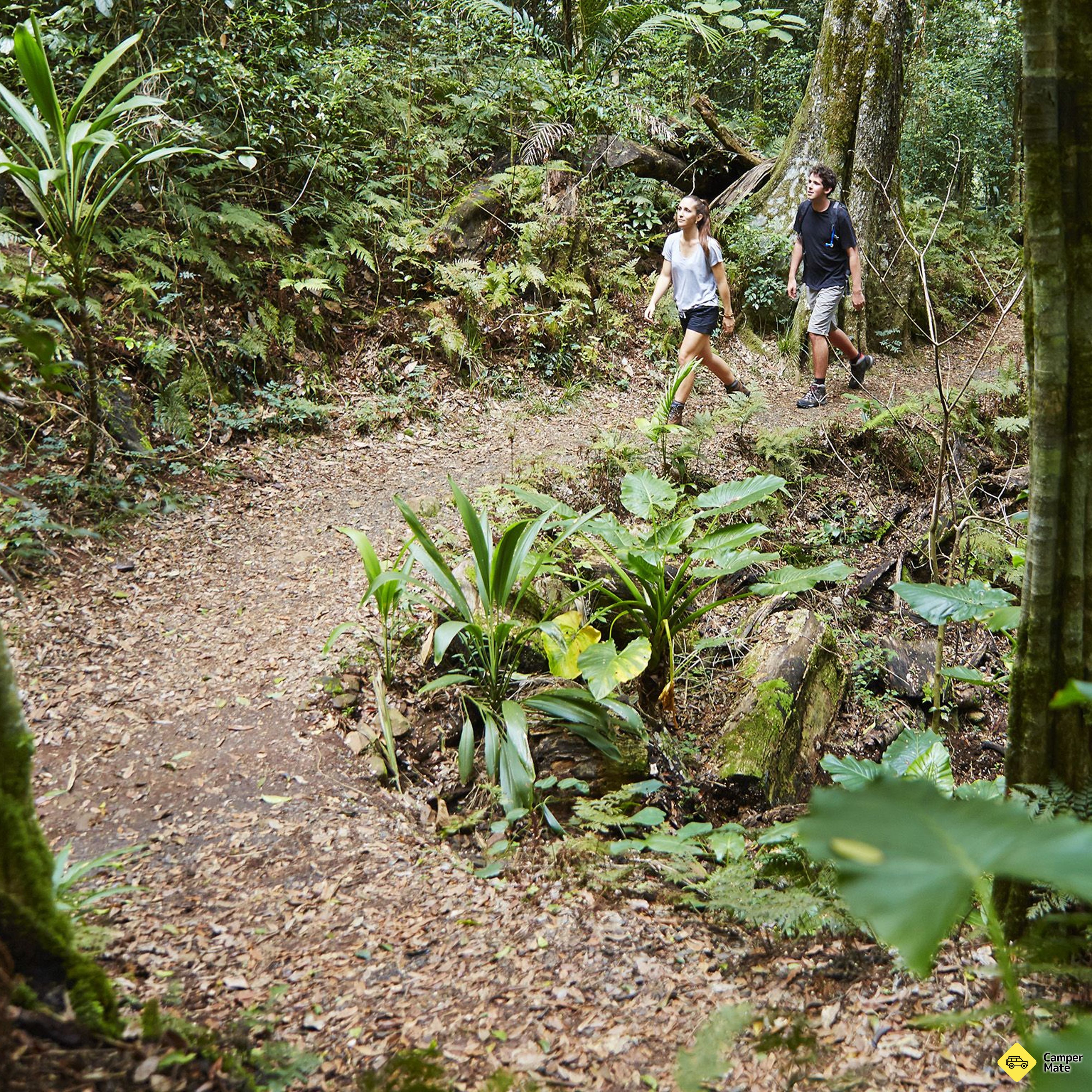 Národní park Main Range - Rainforest Circuit - Image 2