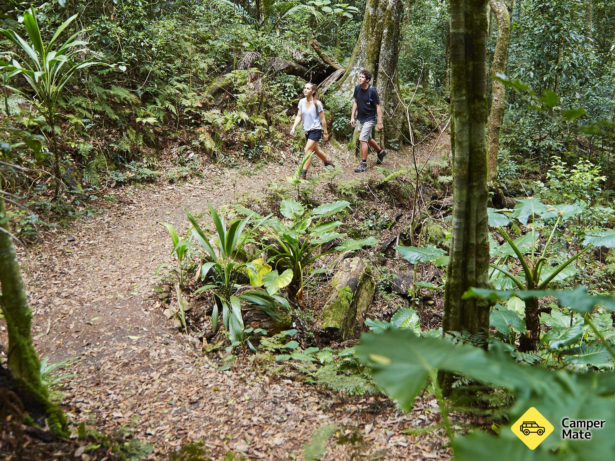 Parco nazionale di Main Range - Rainforest Circuit - Image 2