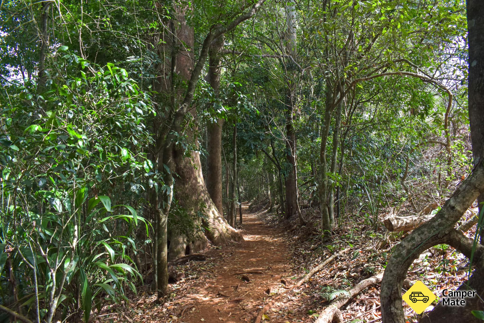Witches Falls Walking Track