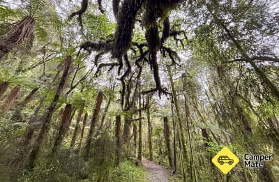 Rakaitane Track