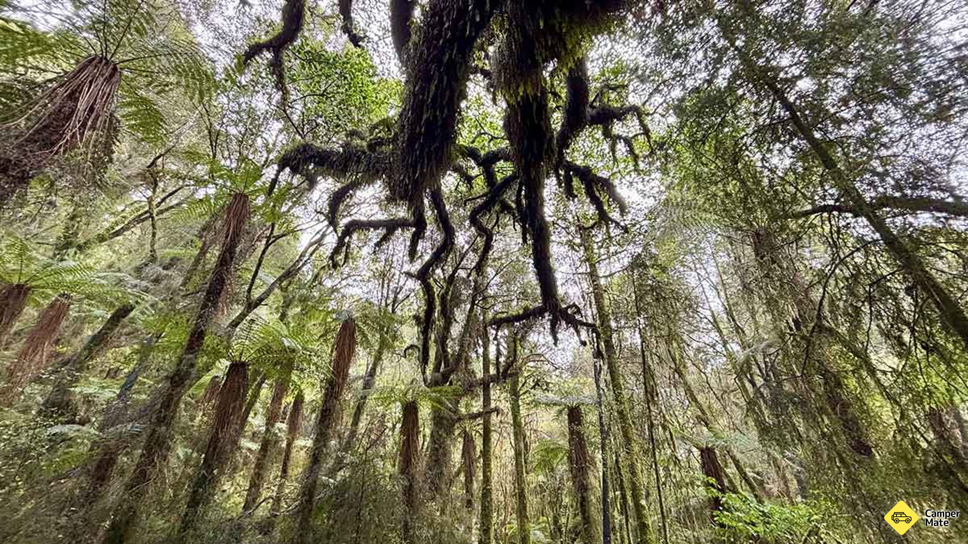 Rakaitane Track