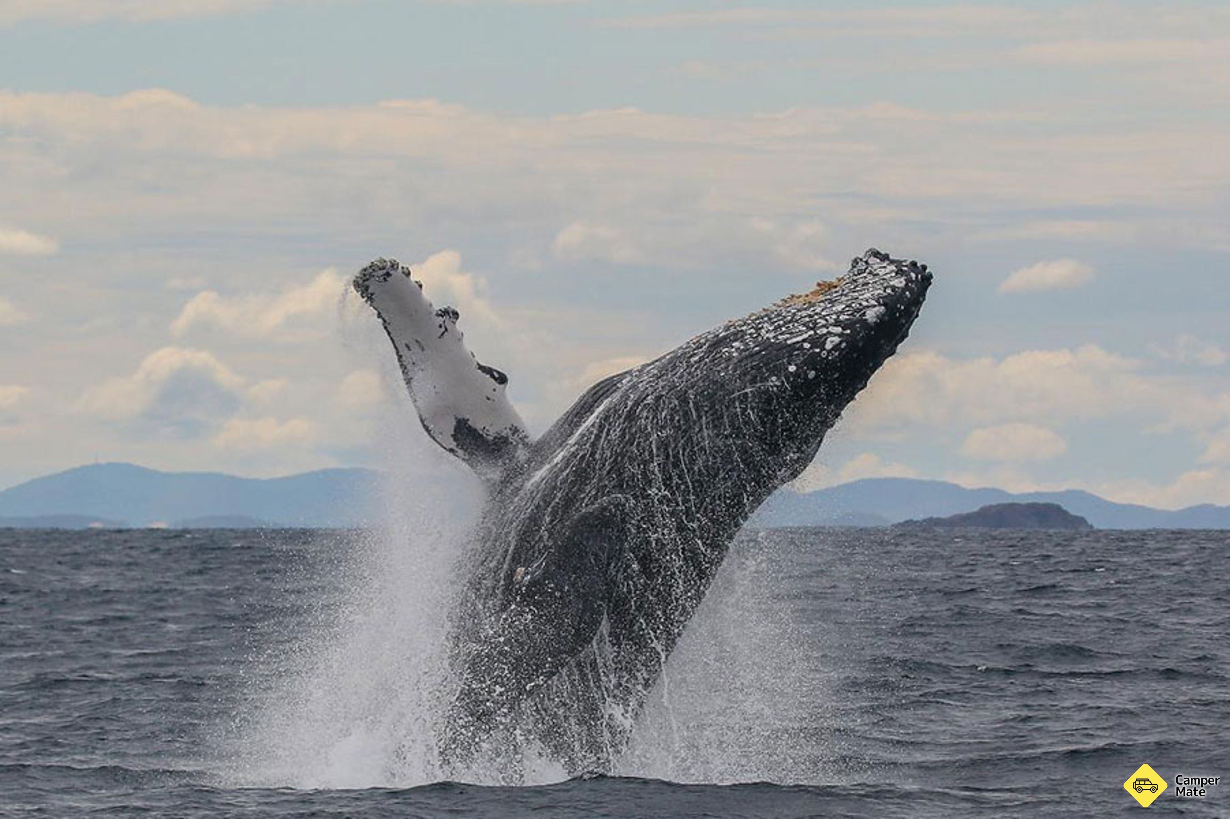 Cruzeiro Port Stephnes Whale Watch - Image 3