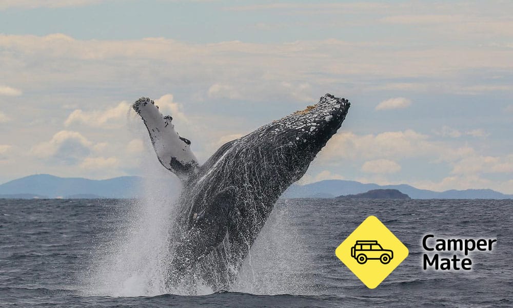 Port Stephnes Whale Watch Cruise - Image 3