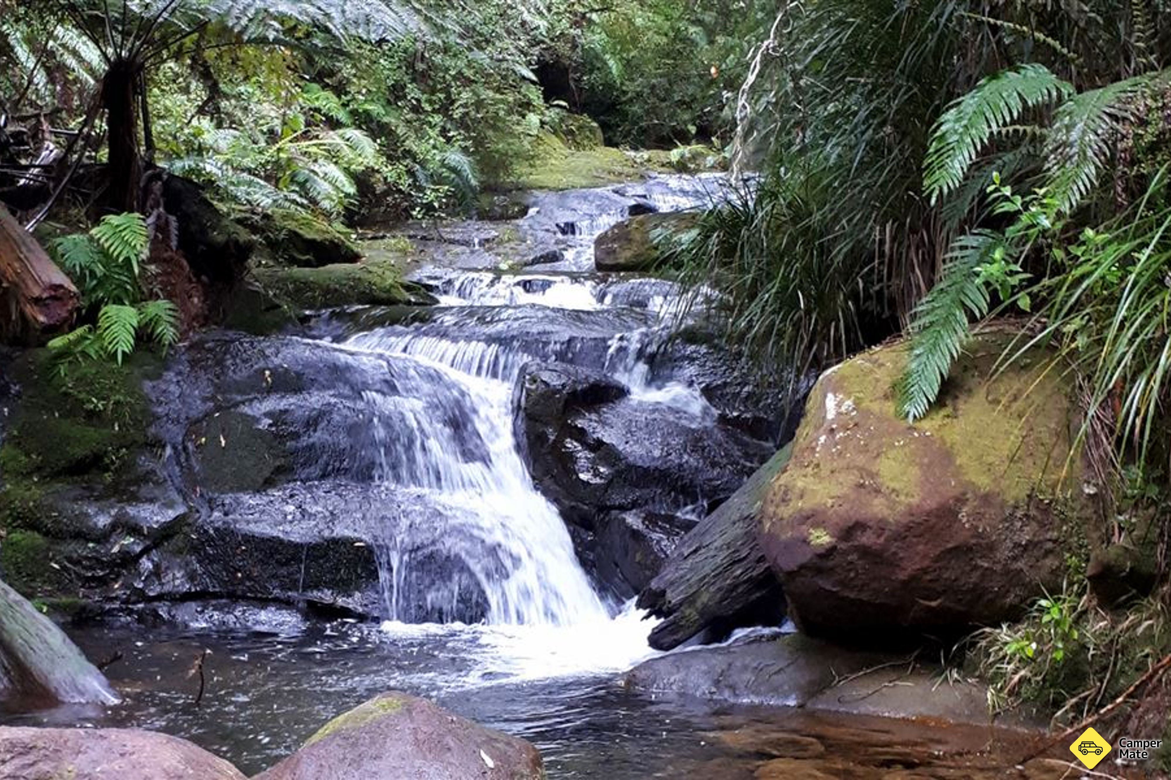 Aongatete Forest Walks - Image 3
