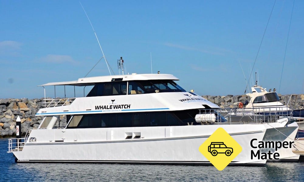 Augusta Whale Watching Cruise(アウグスタ・ホール・ウォッチング・クルーズ) - Image 3