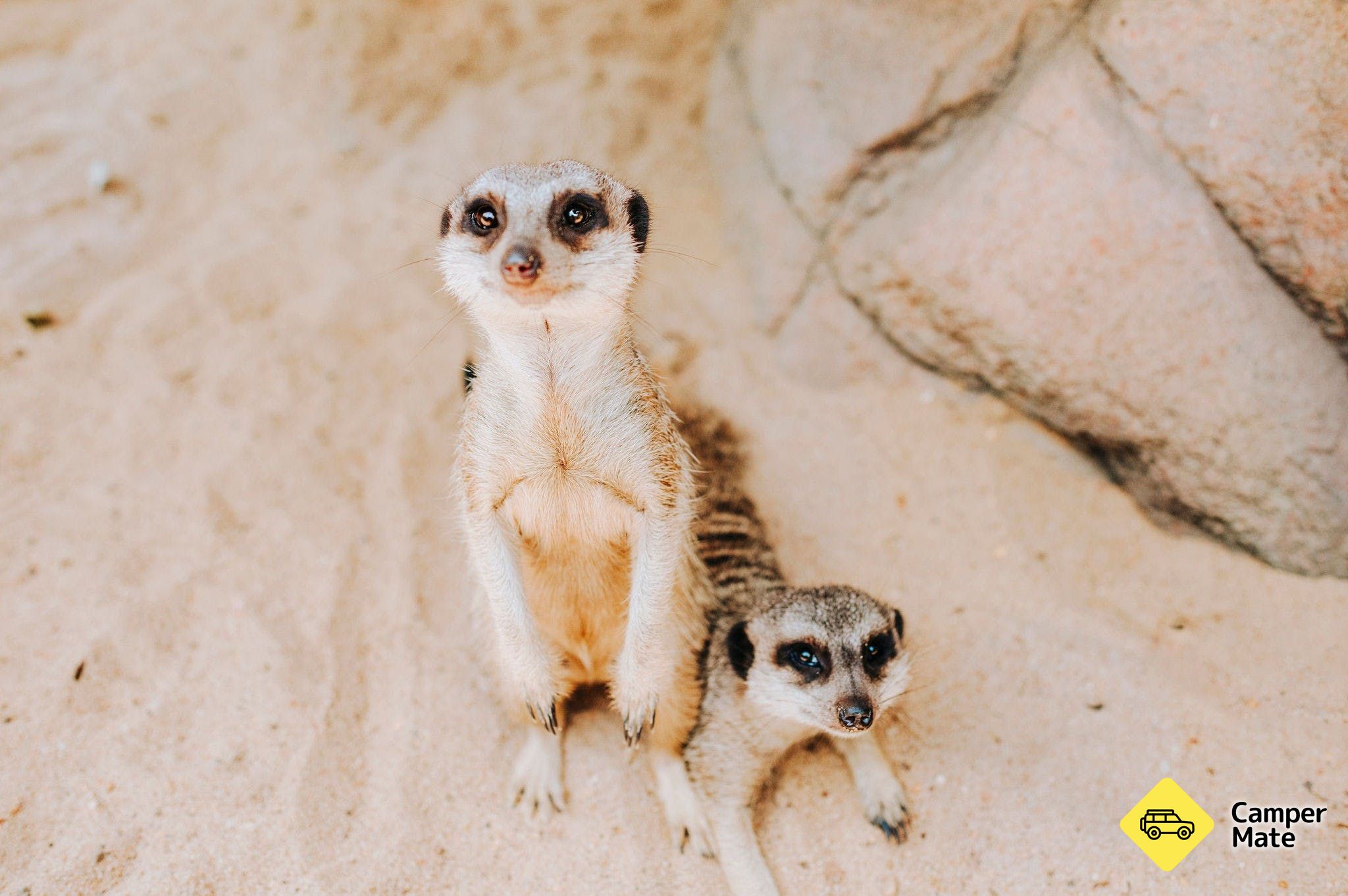 Rockhampton Zoo - Image 3