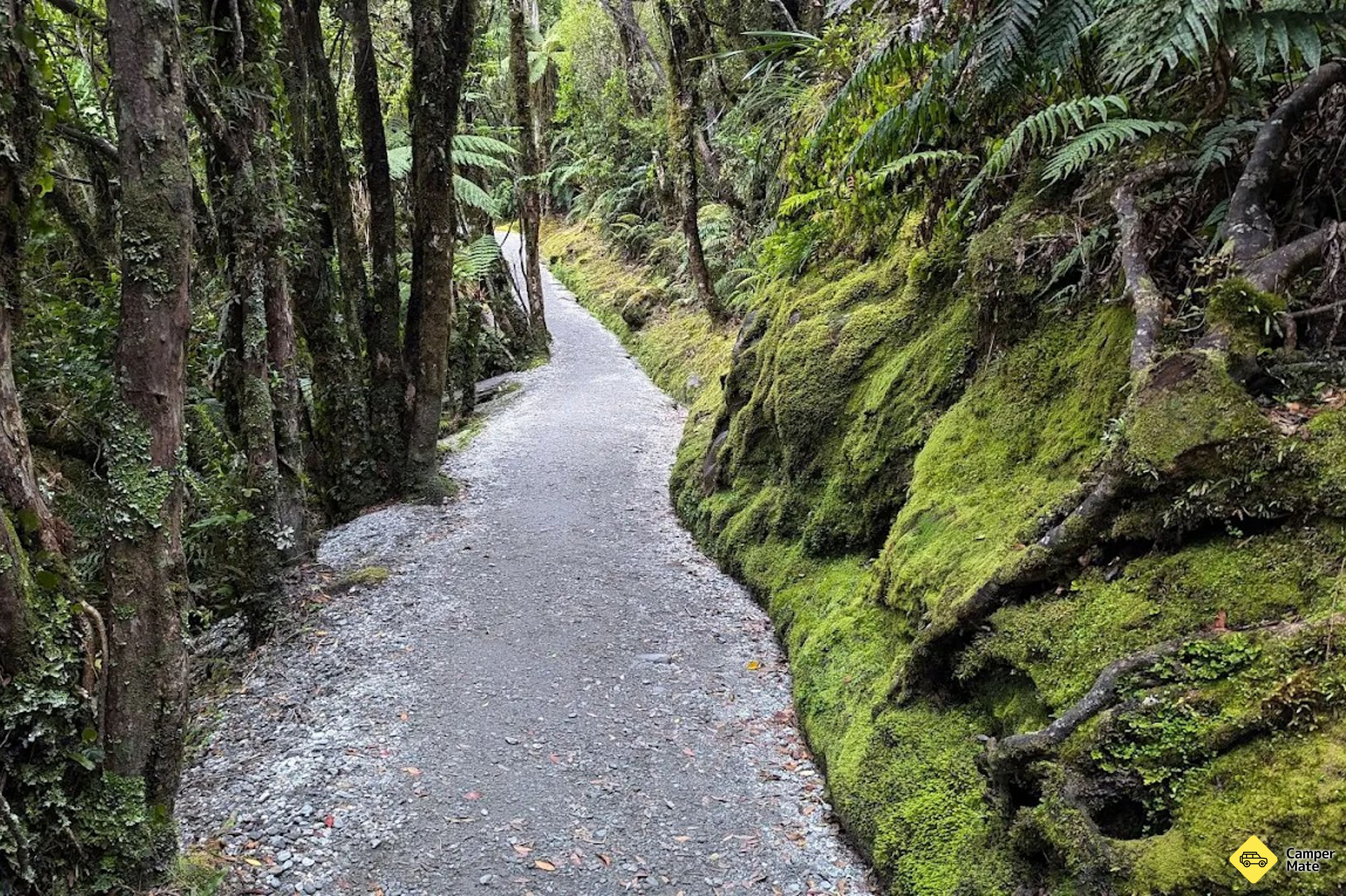 Franz Josef Glacier Walk - Image 2