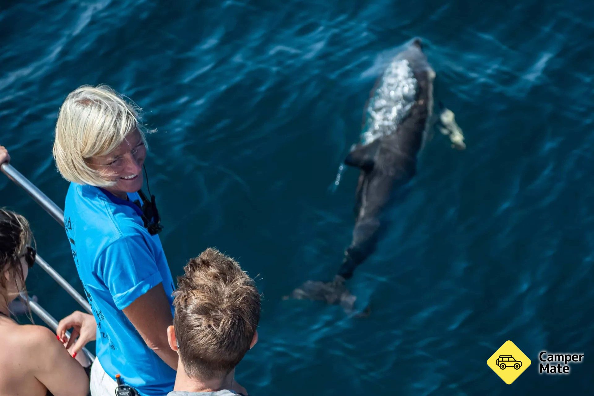 Dolphin Seafaris - Image 3