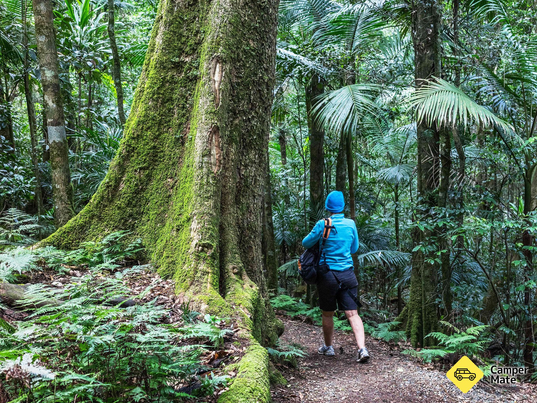 Mount Cordeaux Track - Image 2
