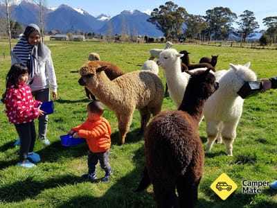 Kepler Mountain View Alpacas