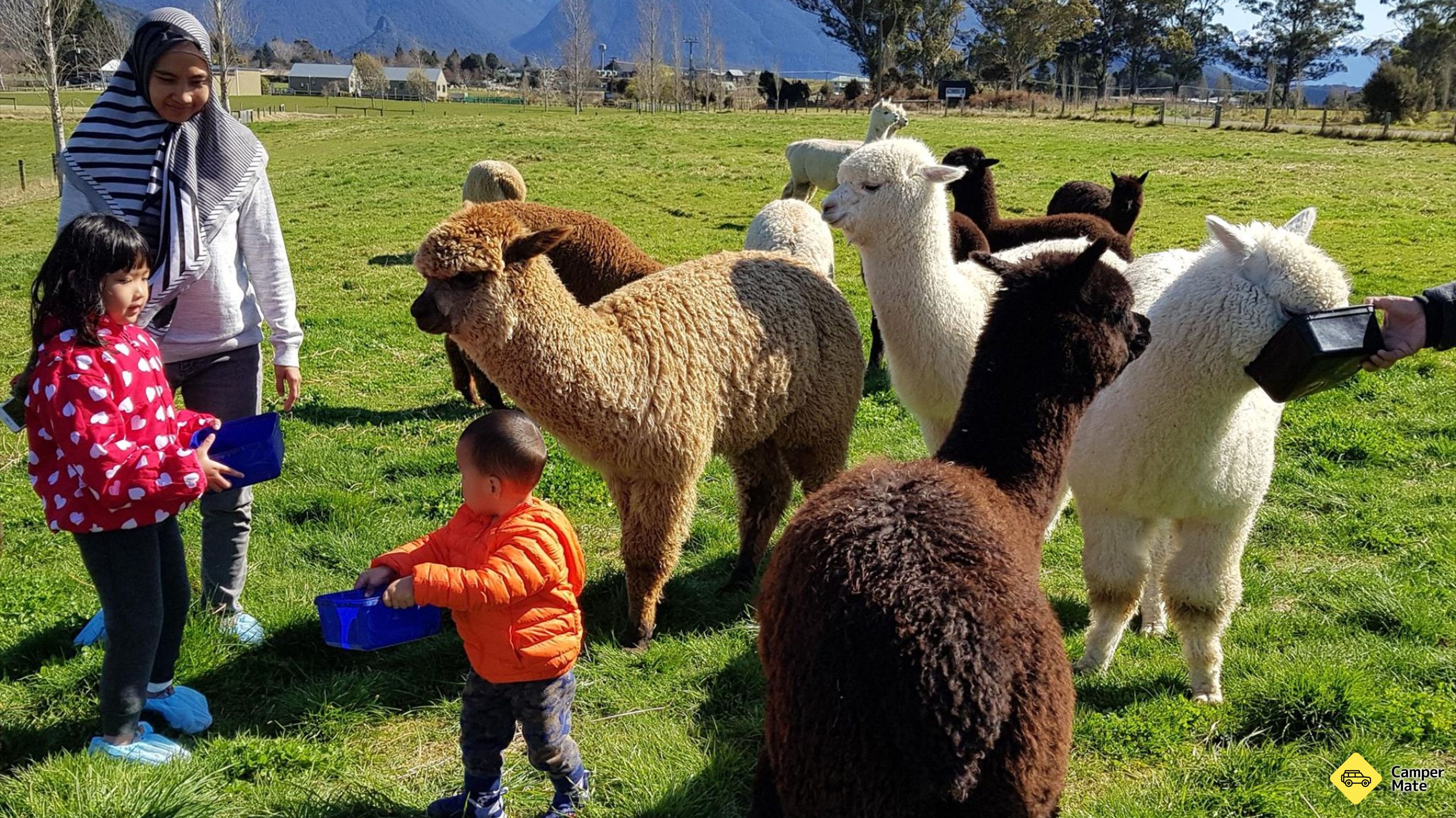 Kepler Mountain View Alpacas áttekintése