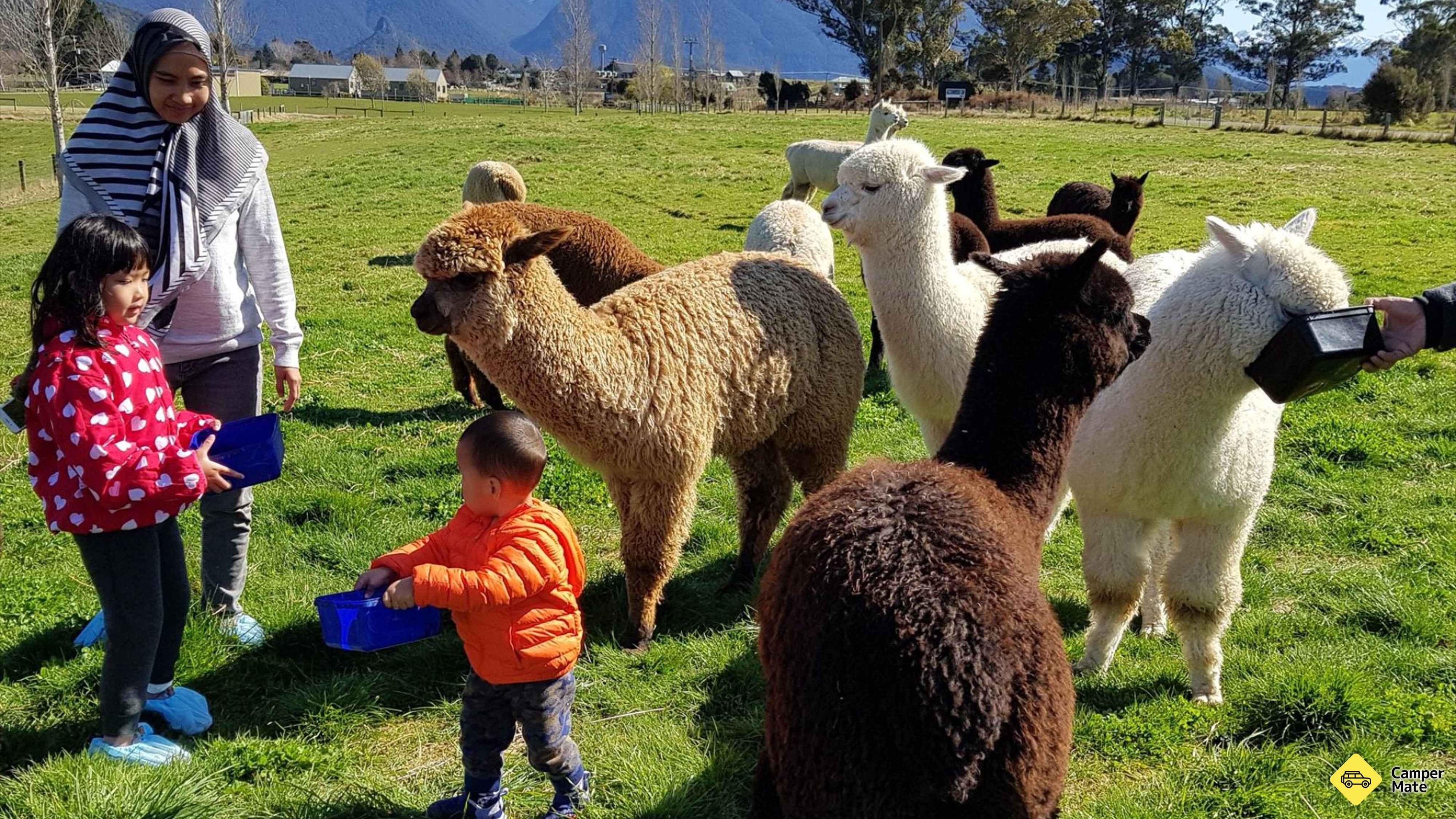 Restauranter i nærheden af Kepler Mountain View Alpacas